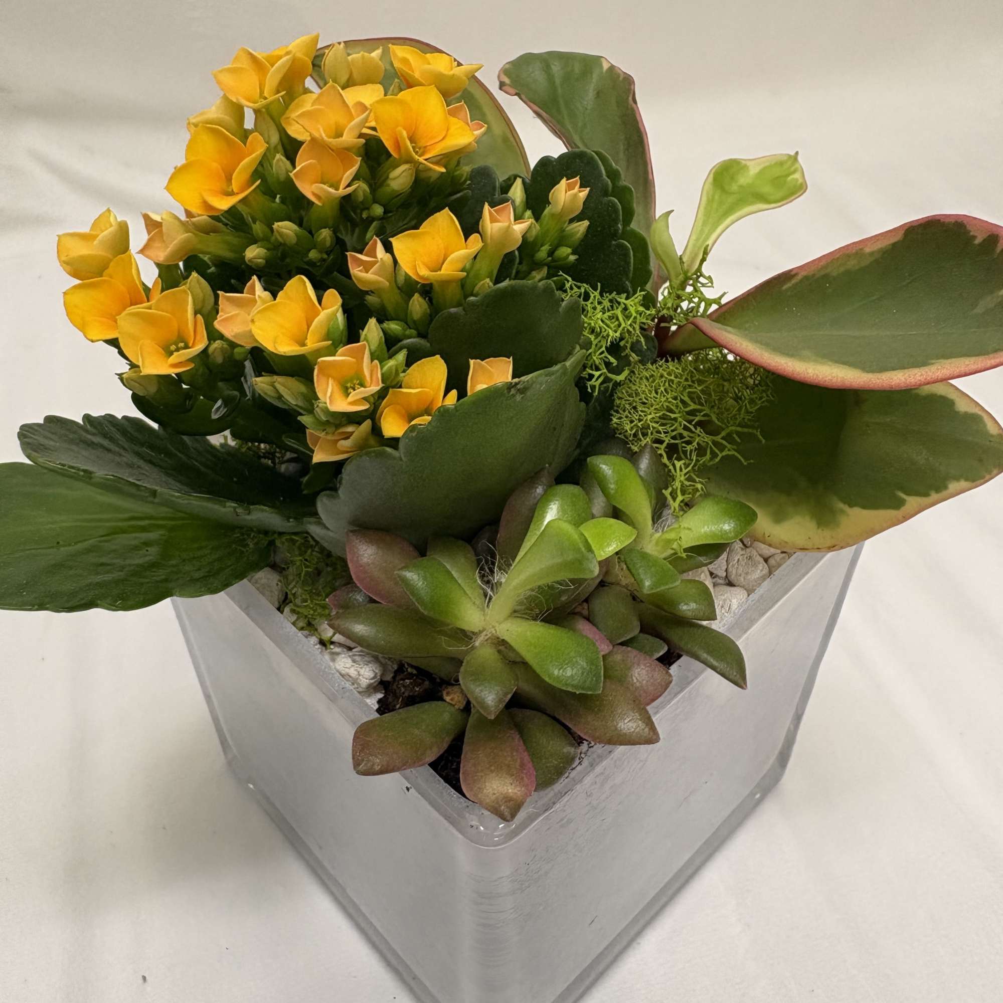 A square 4 X 4 X 4 glass planter holds a compact