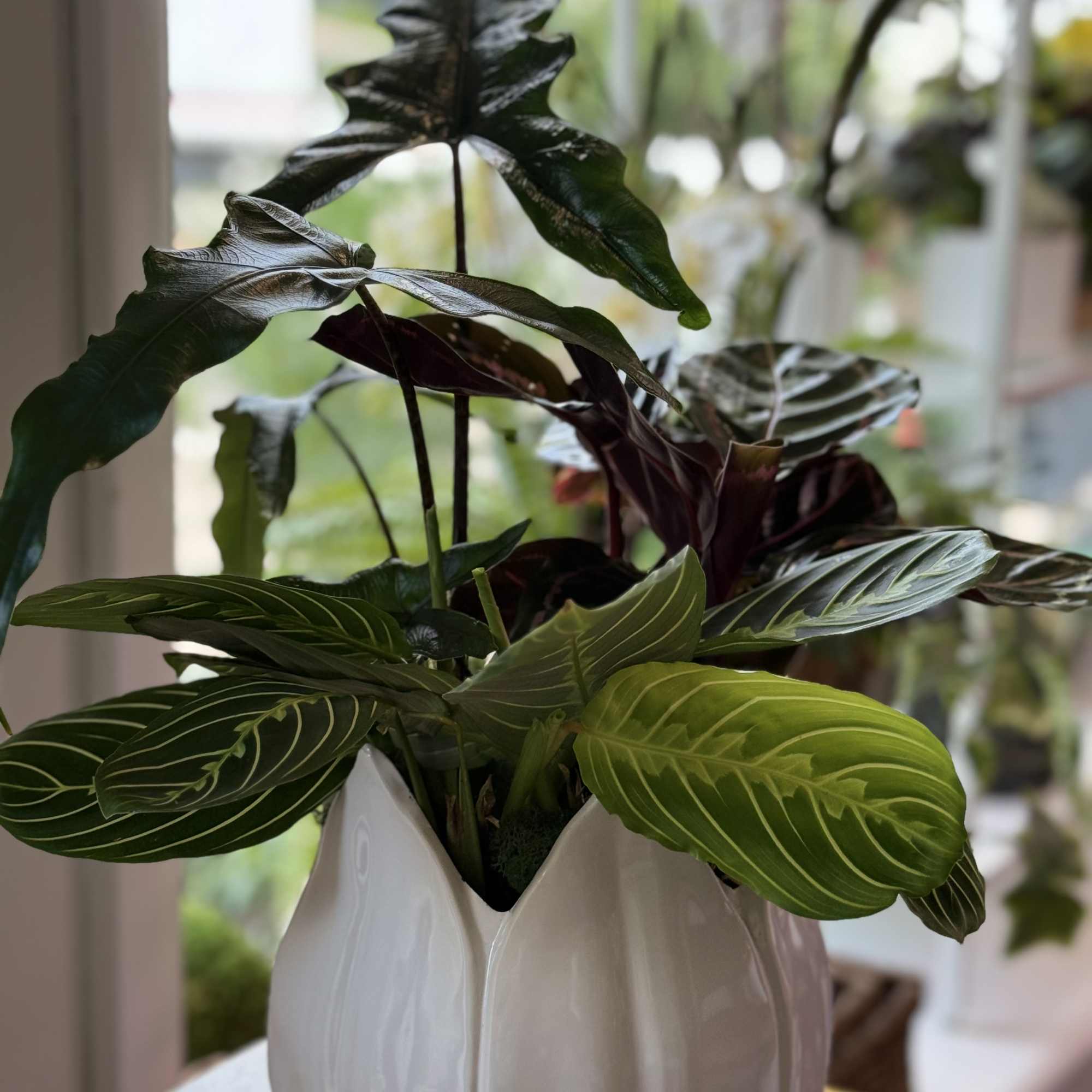 Potted plant with dark and bright green patterned leaves in a white ceramic vase