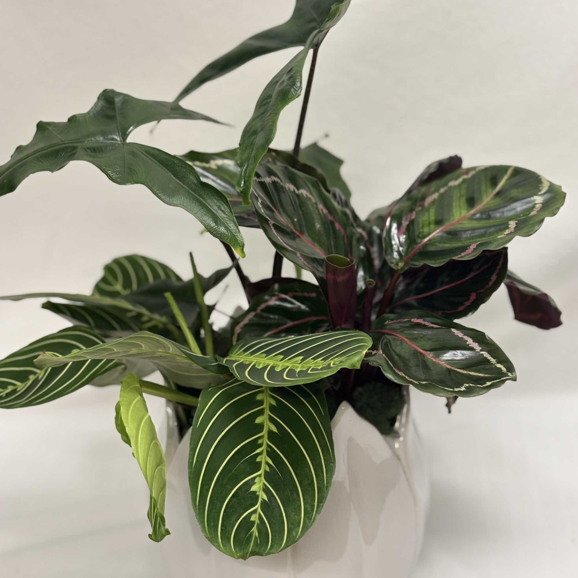 Potted tropical houseplant with patterned green leaves in a white ceramic pot