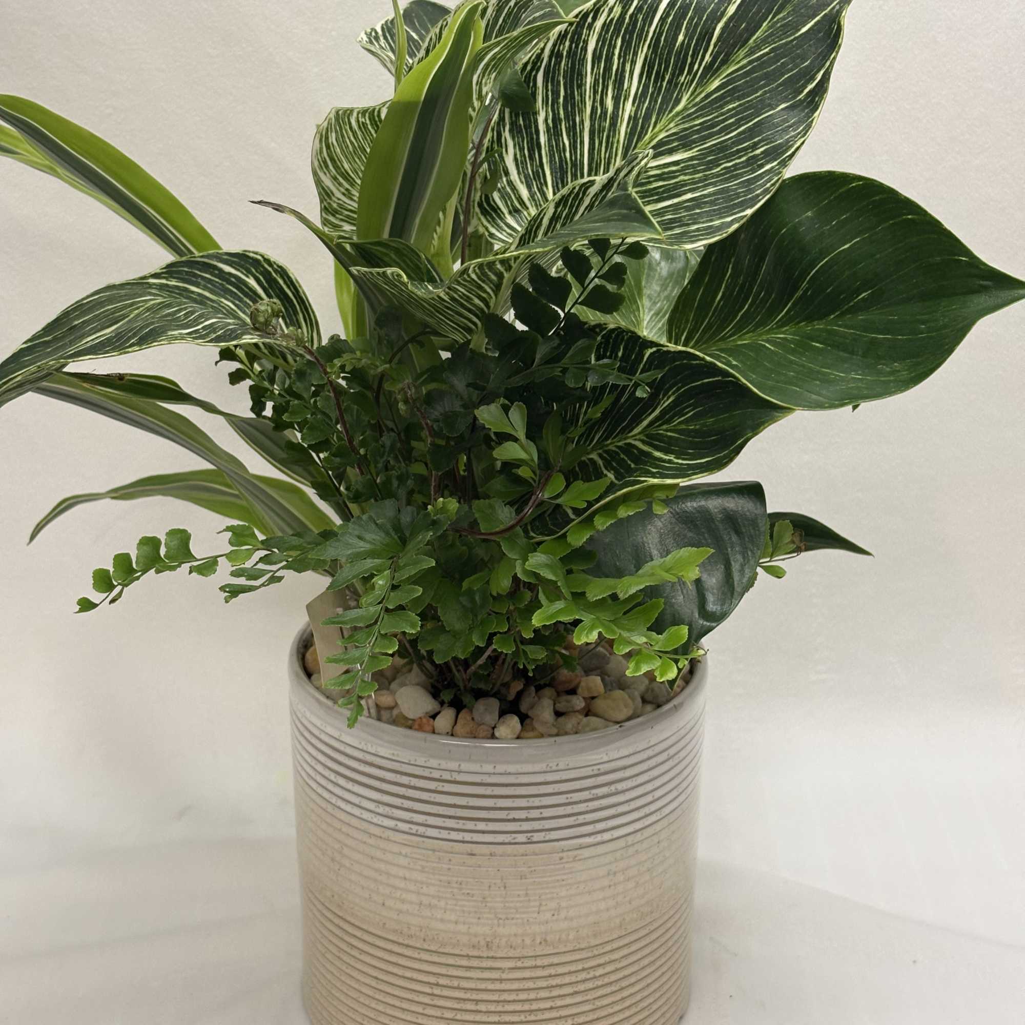 Potted green foliage plant in a ribbed ceramic planter
