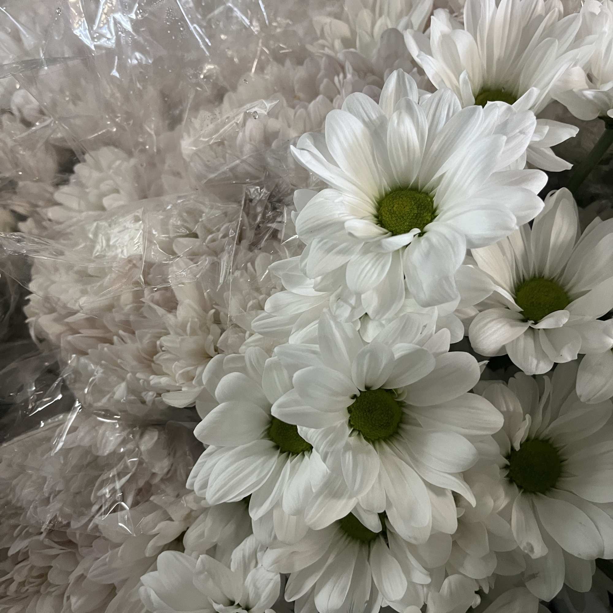 Bouquet of white daisies with green centers wrapped in clear plastic