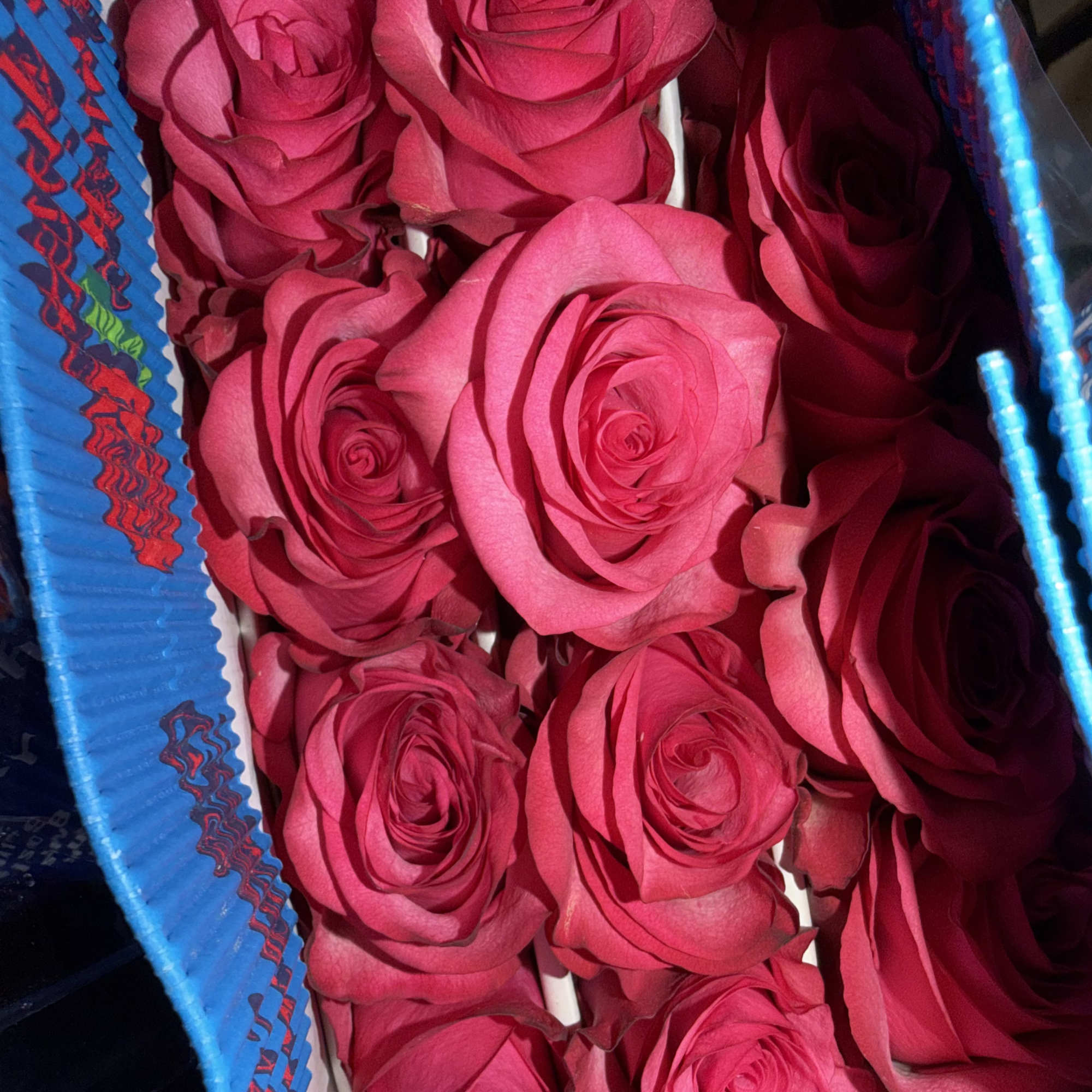 25 long stem hot pink roses color full monty. wholesale packs are