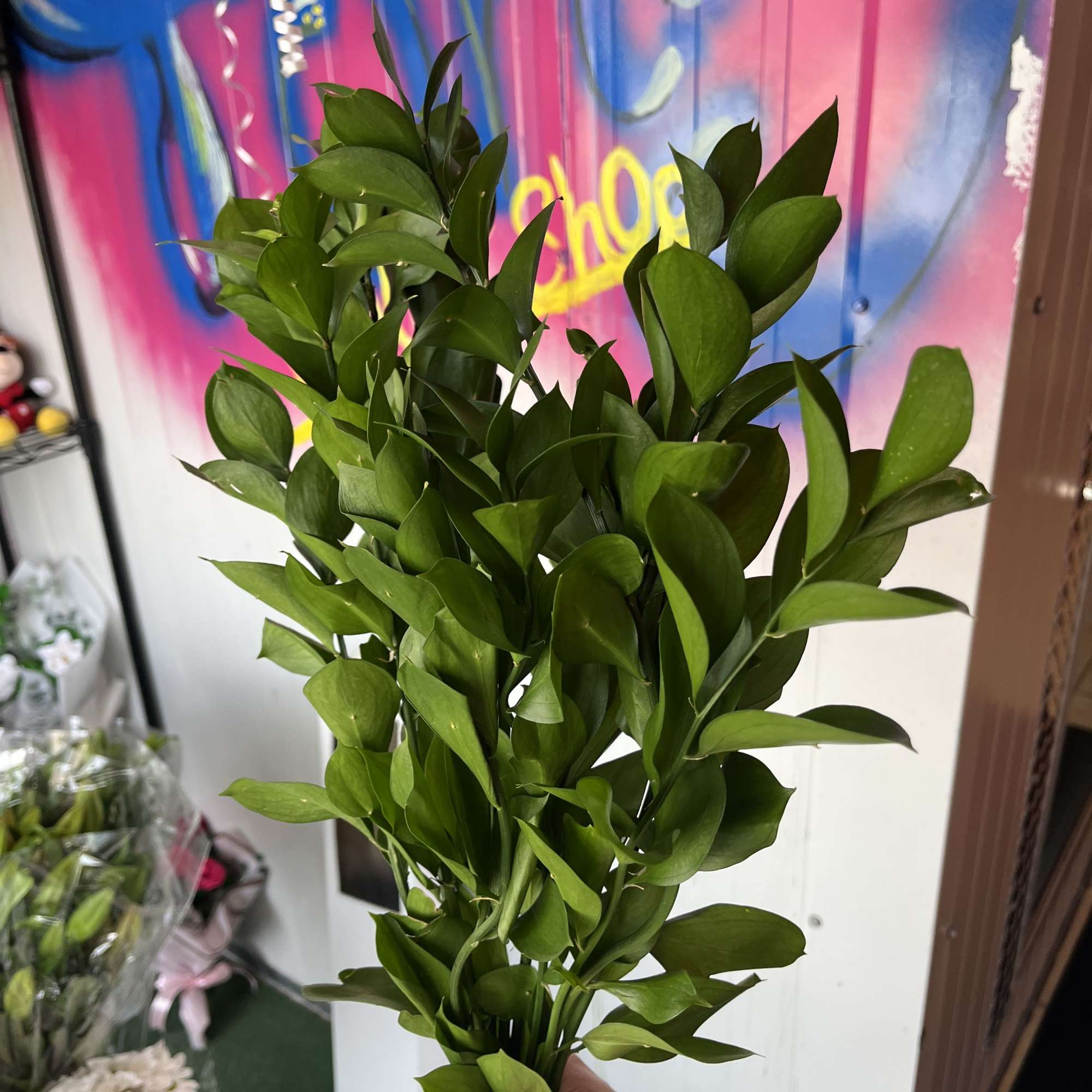 10 stem israeli ruscus, photo 2 of 2