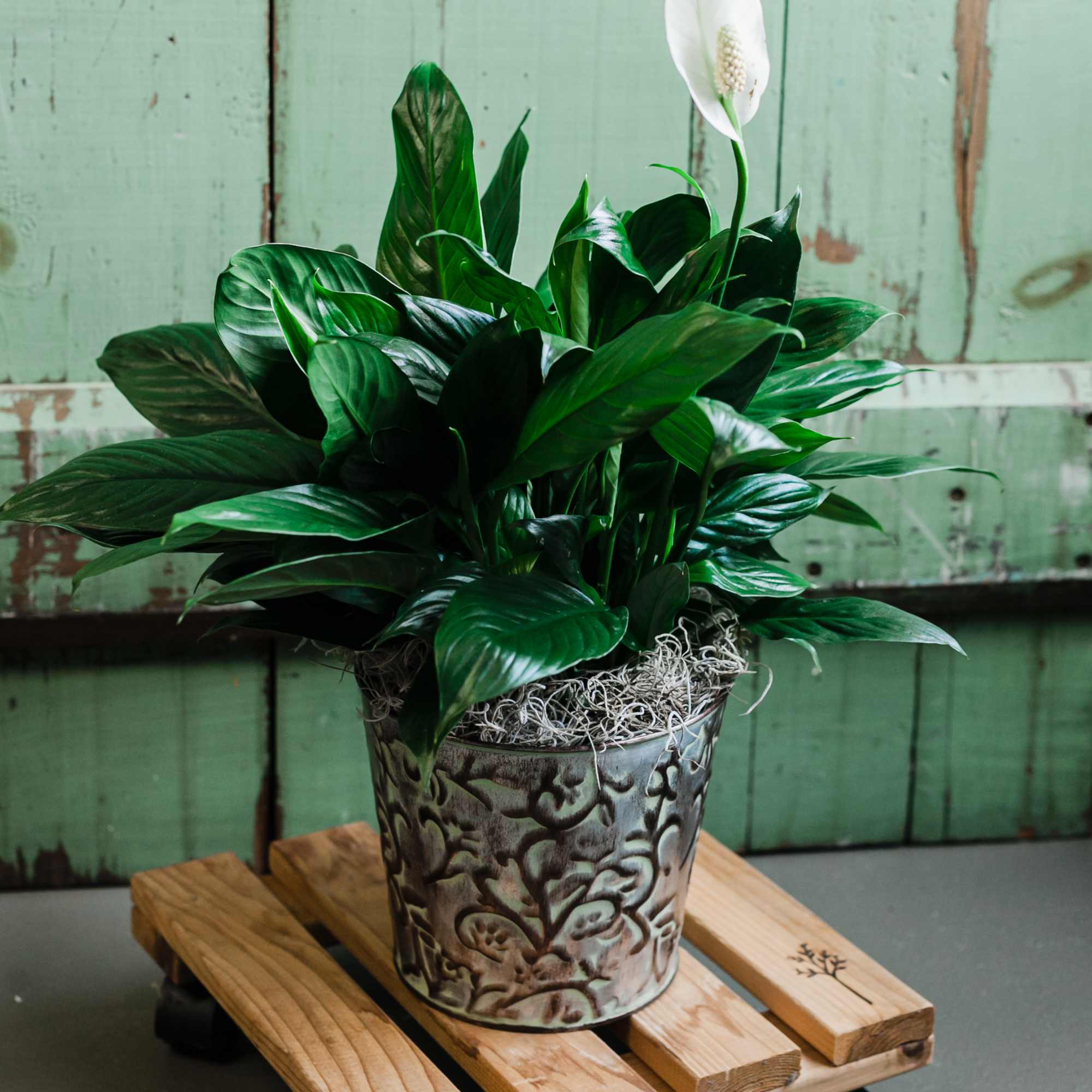 Known for its indoor beauty and ability to clear the air of, photo 2 of 4