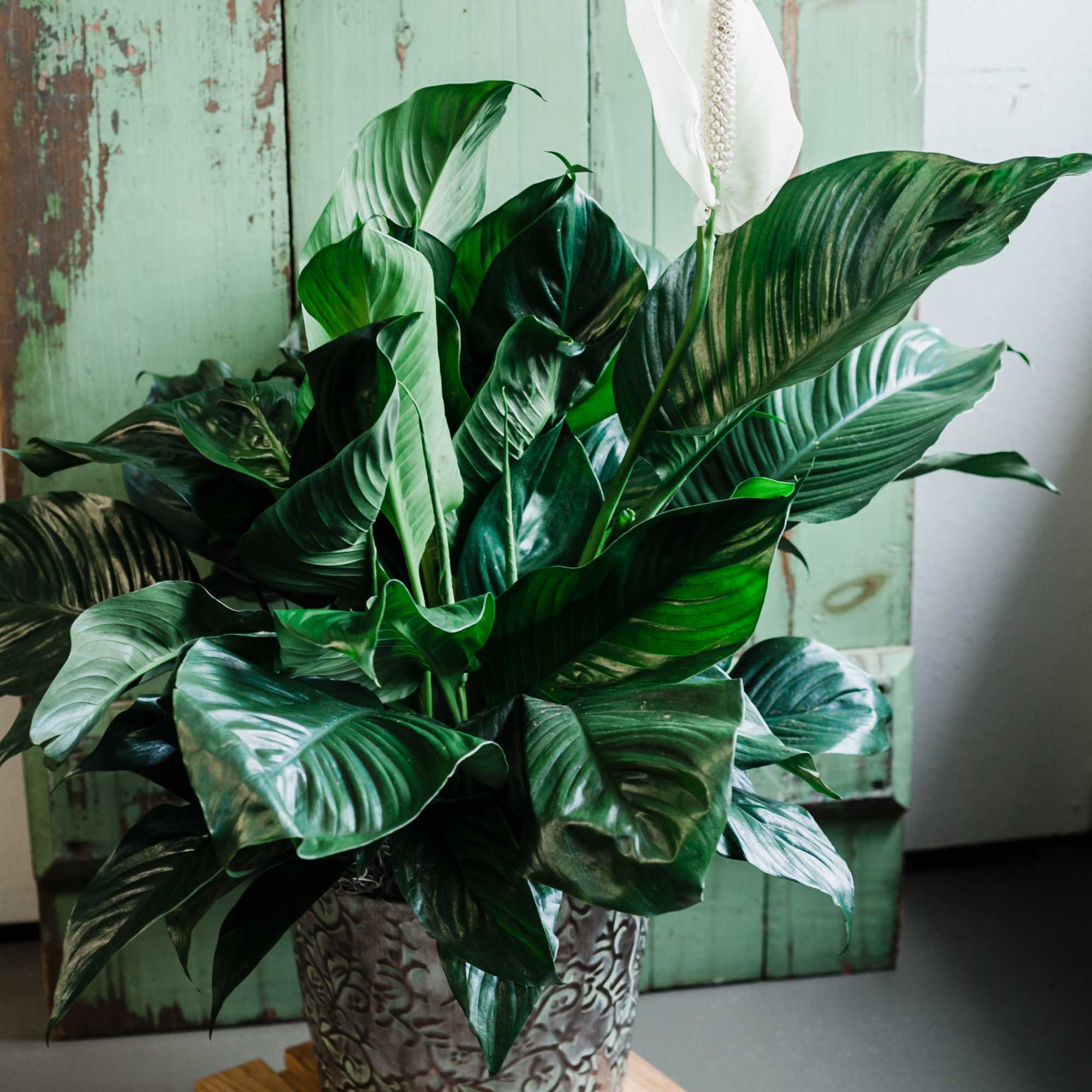 Known for its indoor beauty and ability to clear the air of, photo 3 of 4