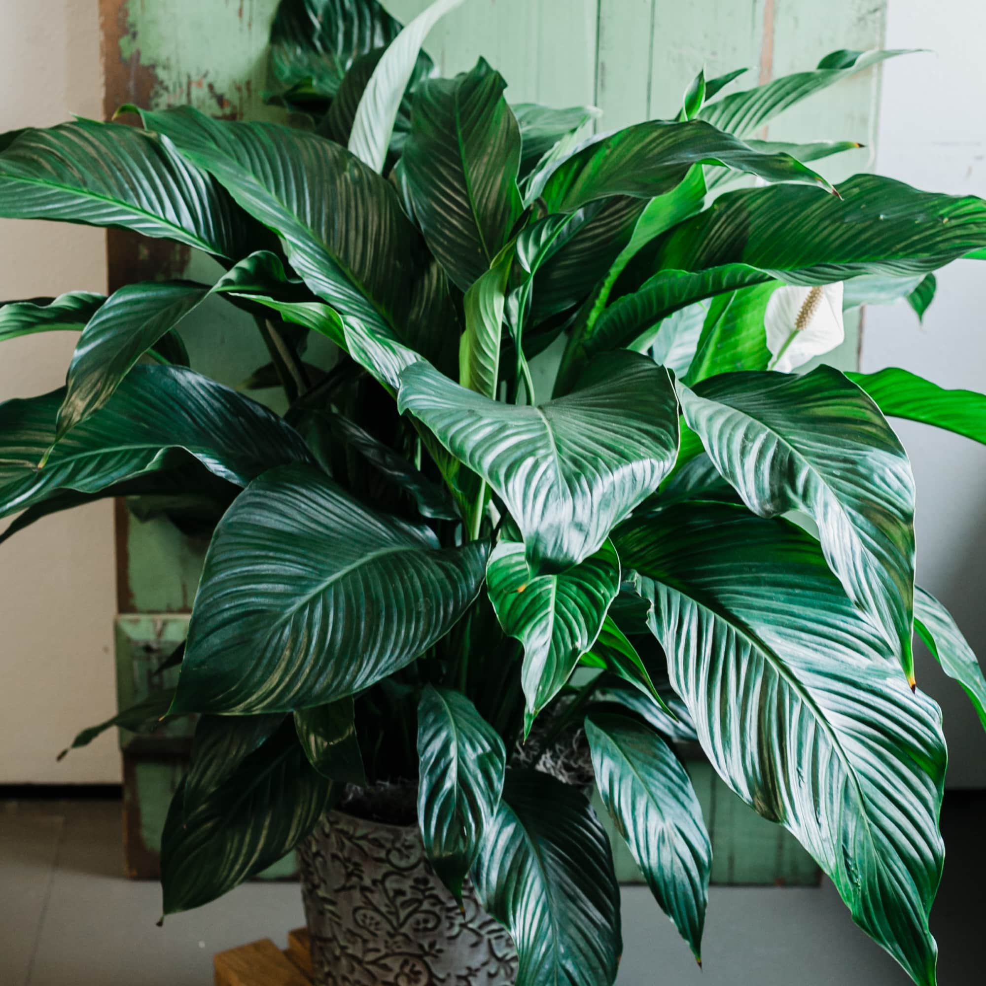 Known for its indoor beauty and ability to clear the air of, photo 4 of 4