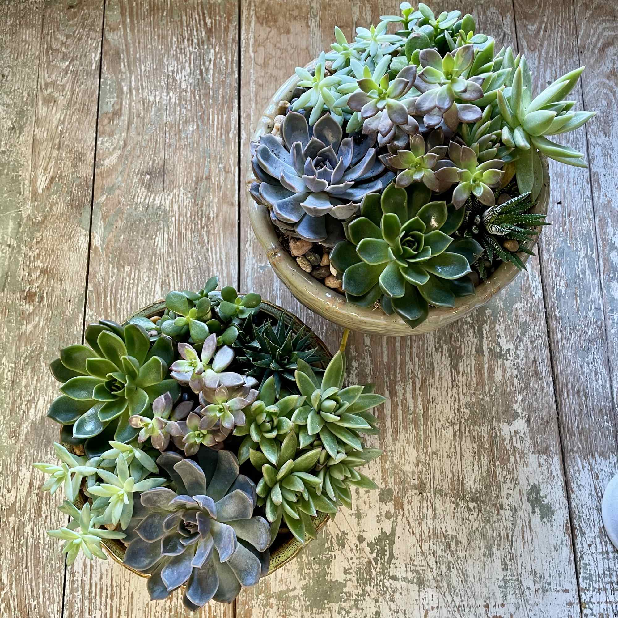 Two round dish gardens filled with assorted green and purple succulents on a rustic wooden surface