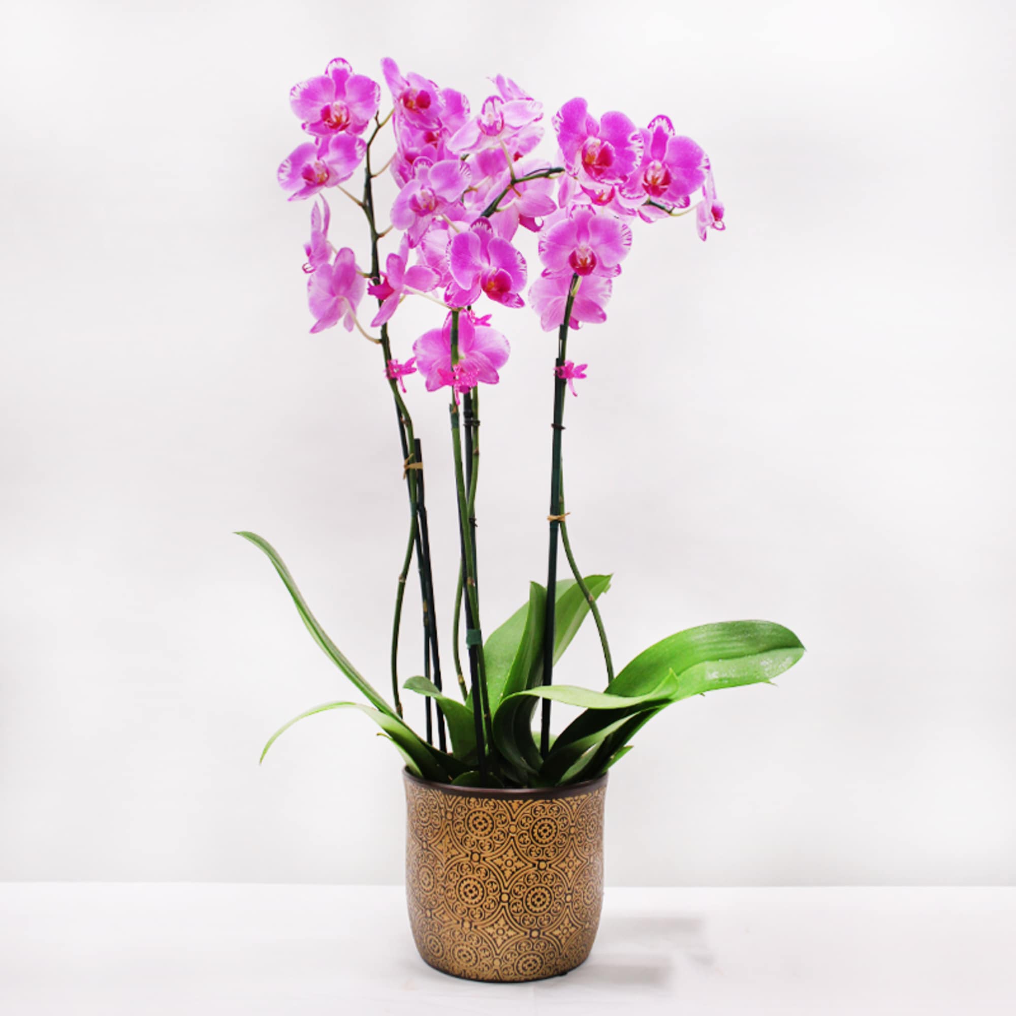 Potted pink phalaenopsis orchid with multiple stems in a tan patterned ceramic pot.