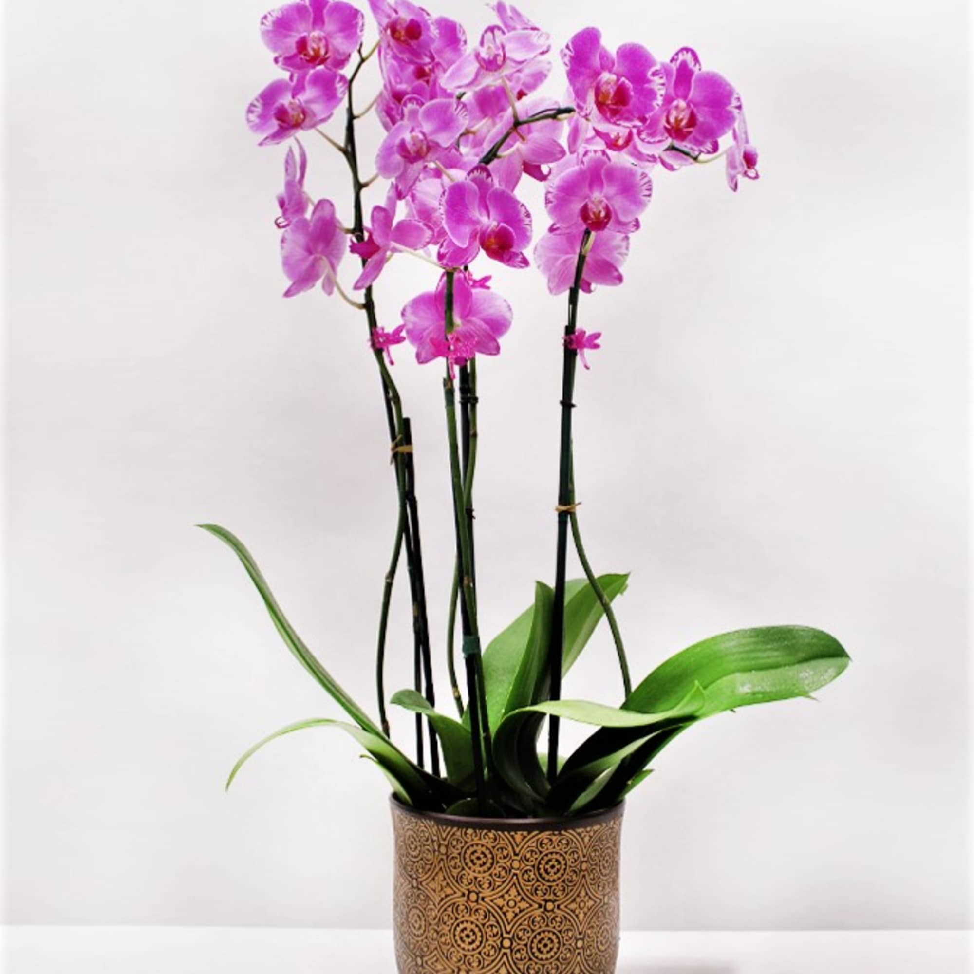 Potted pink phalaenopsis orchid with multiple tall stems in a gold patterned ceramic pot.