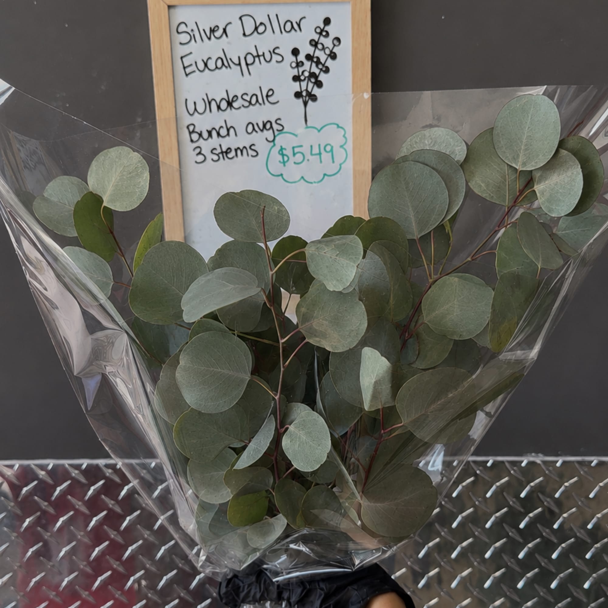 Bundle of silver dollar eucalyptus stems wrapped in plastic