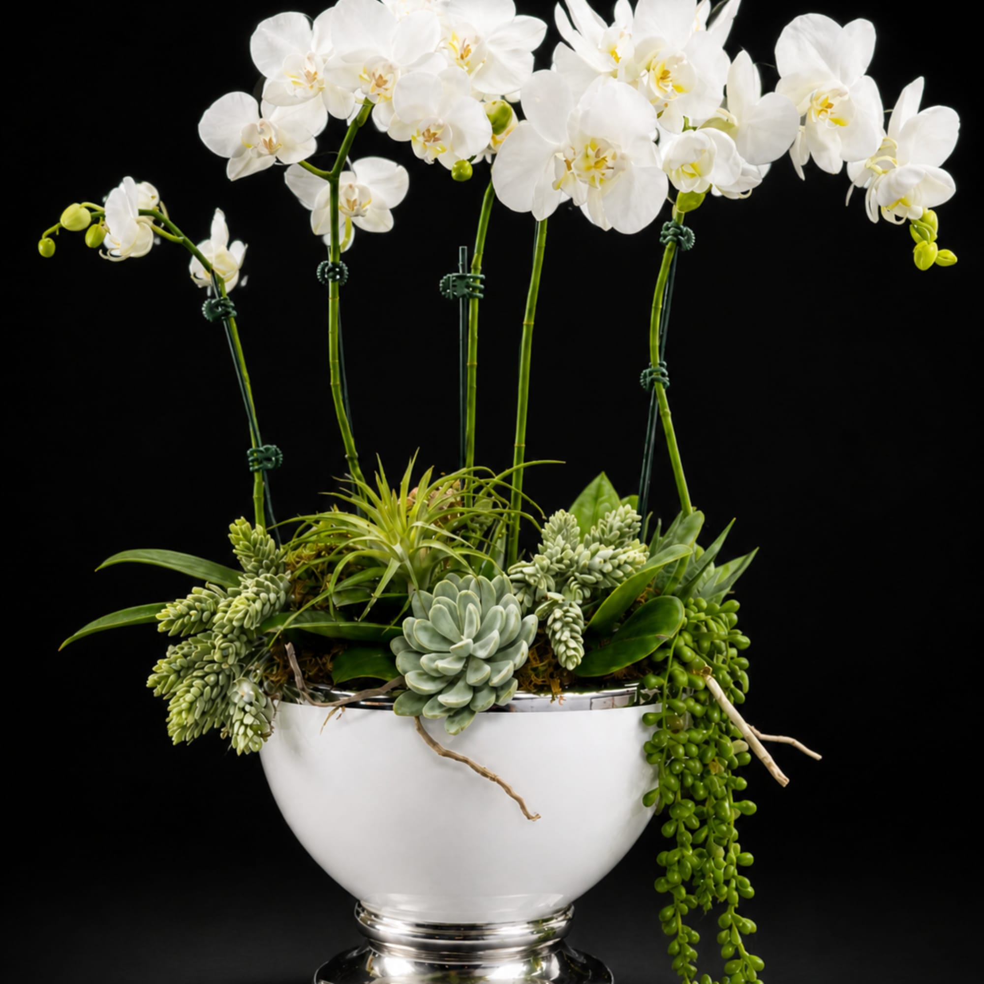 Tall white Phalaenopsis orchids rise like a quiet statement above a lush