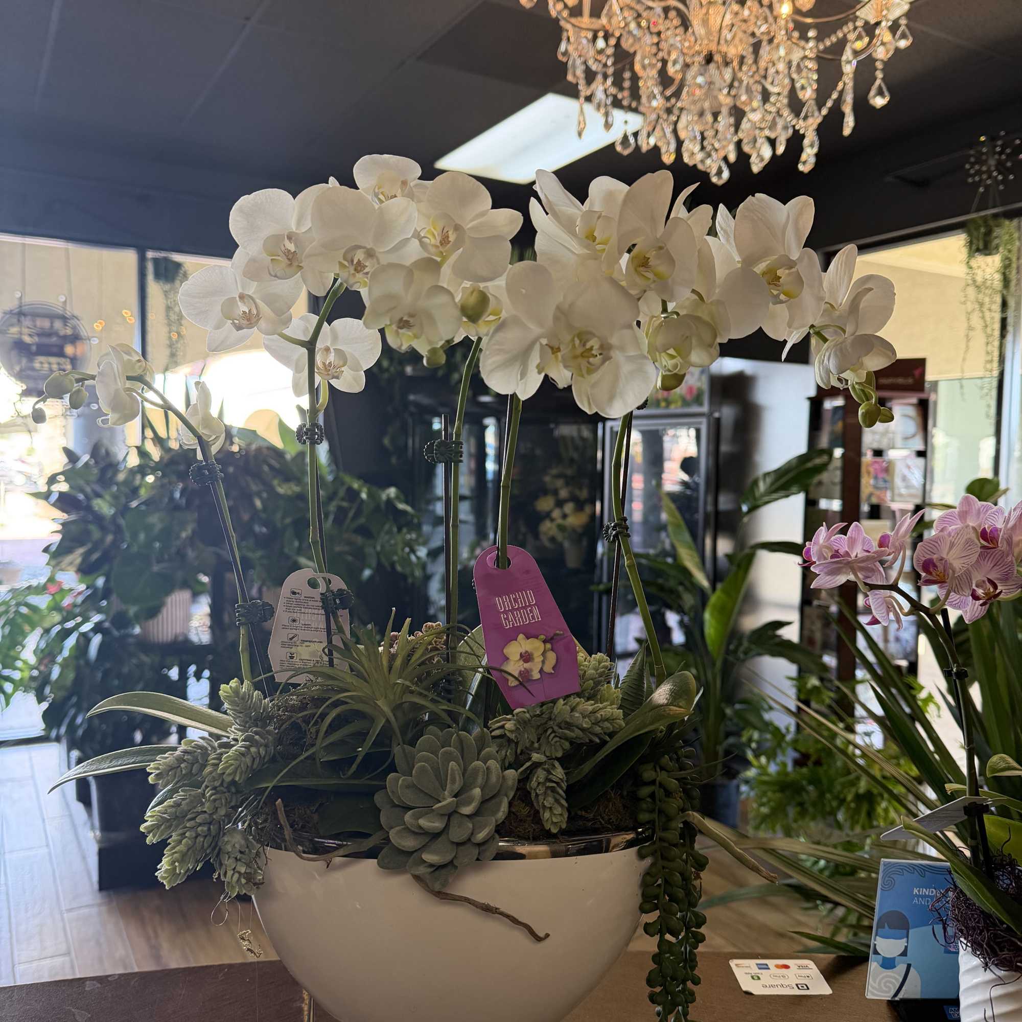 Tall white Phalaenopsis orchids rise like a quiet statement above a lush