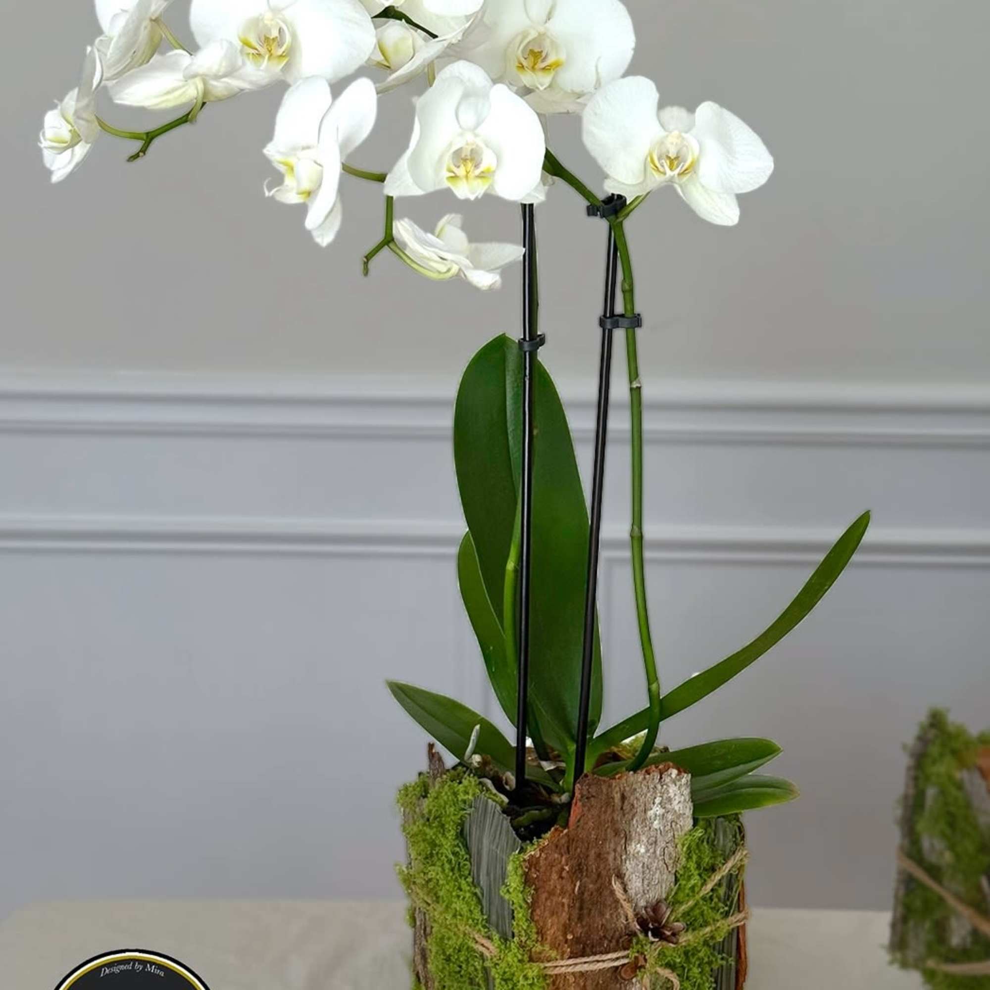 White phalaenopsis orchid plant in a rustic bark-wrapped pot with moss accents on a light table.