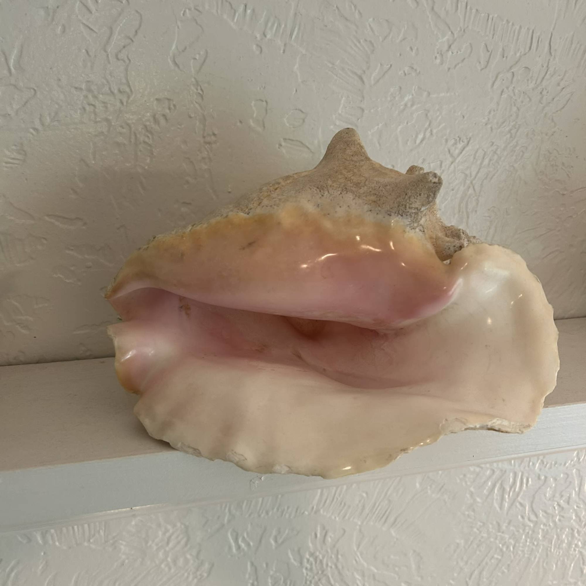 A Genuine Bahaman Conch stuffed with roses and a variety mixed seasonal