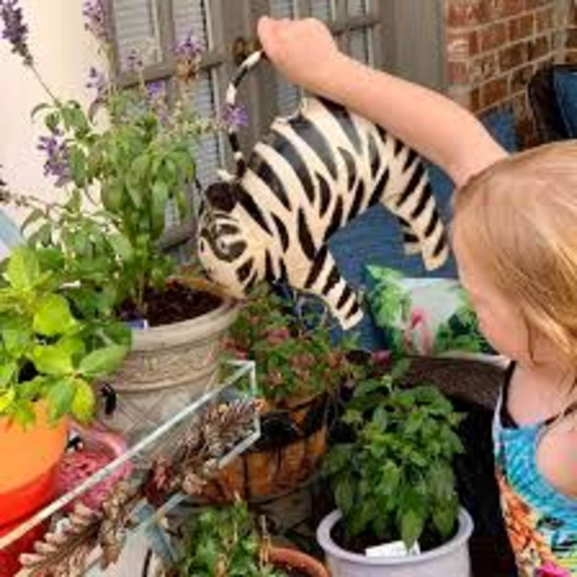 Child holding a zebra-striped watering can near potted plants