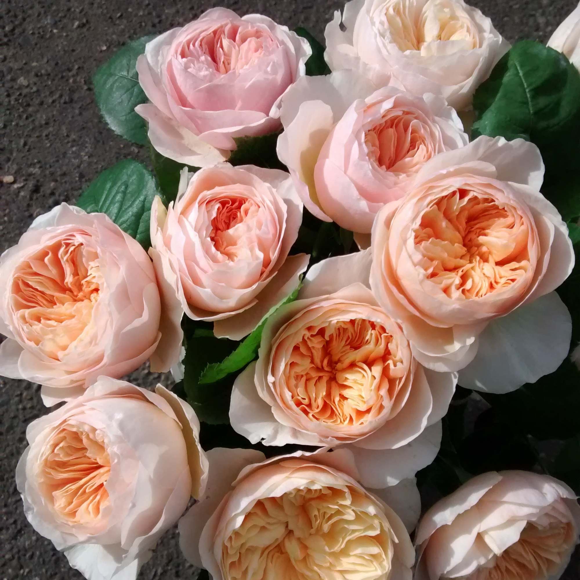 Cluster of blush and peach garden-style roses with densely ruffled centers