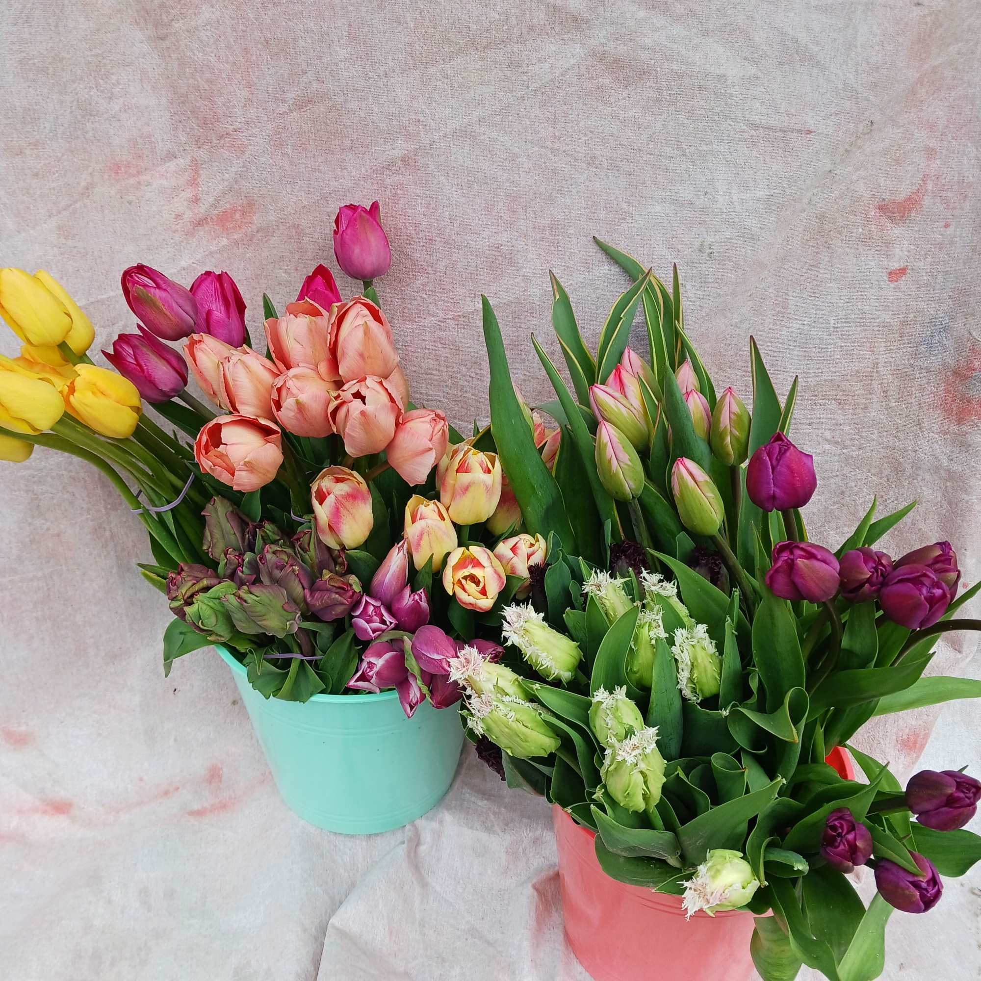 Two buckets filled with mixed-color tulip bunches against a soft fabric backdrop.