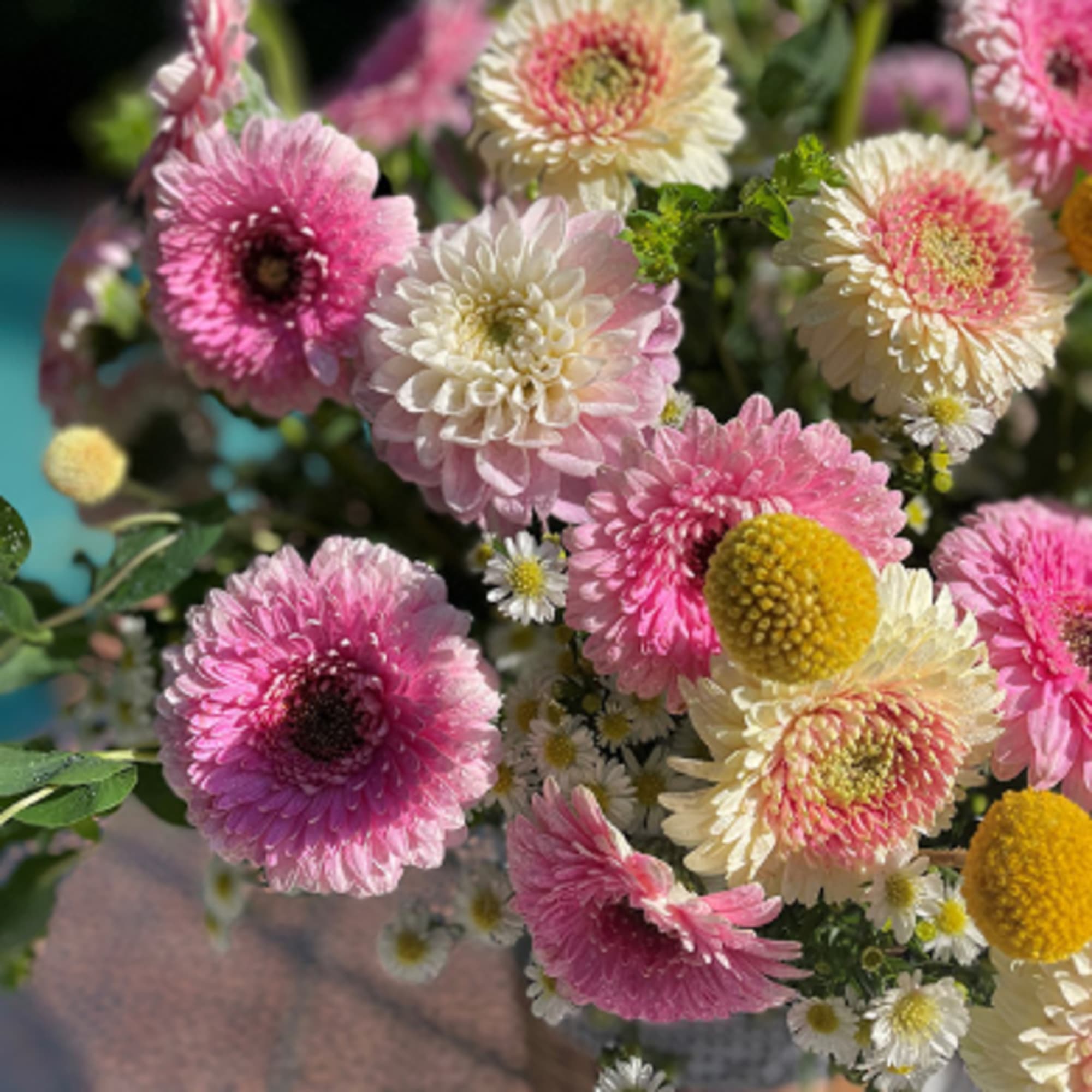 Pink and cream daisy-like flowers in a bouquet