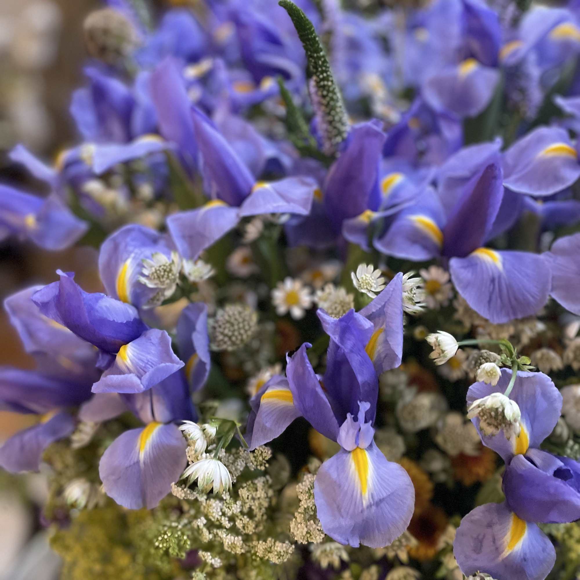 Purple iris bouquet with small white filler flowers
