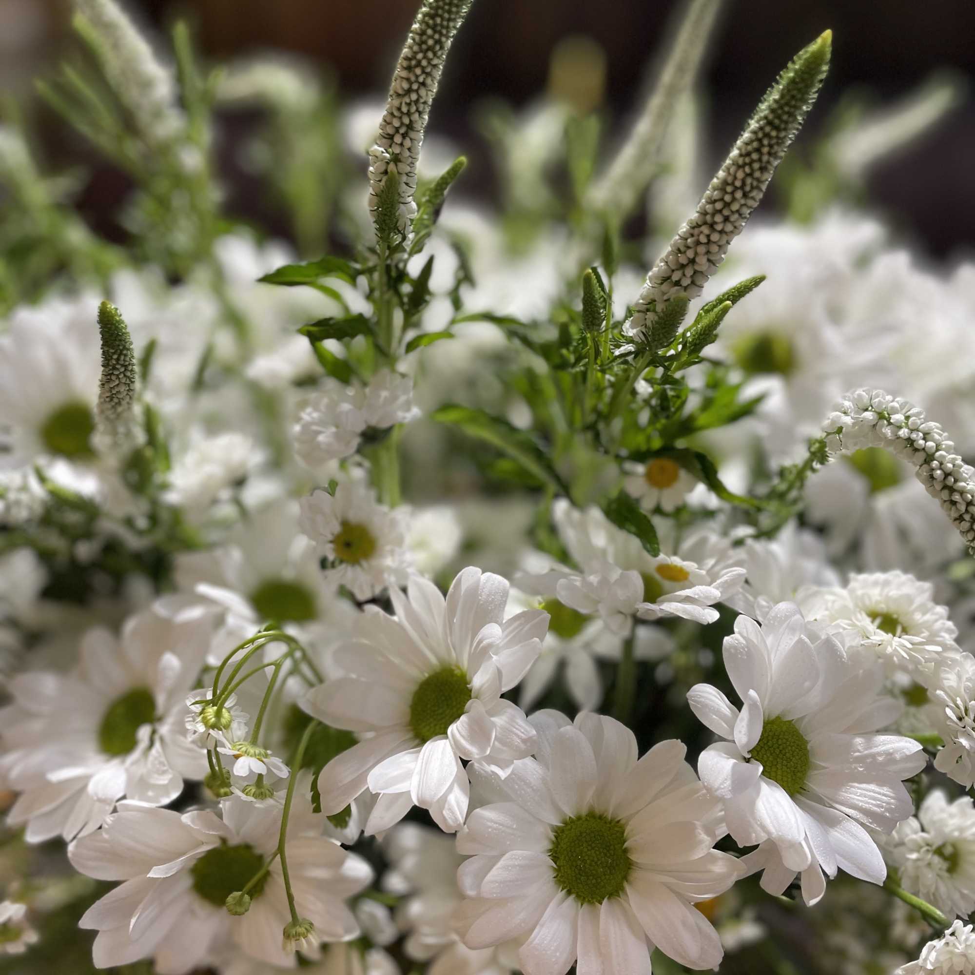 White daisy bouquet with green centers and tall white spikes