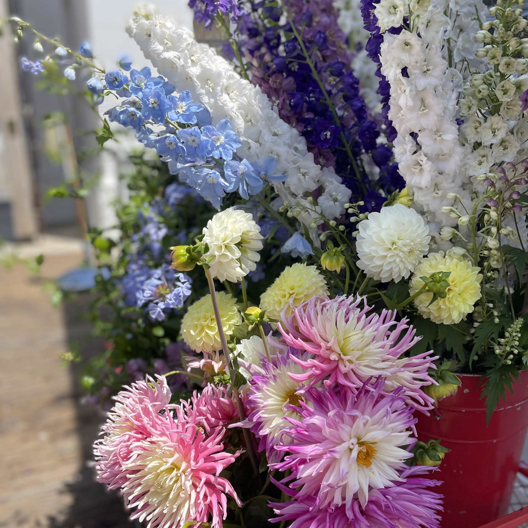 Colorful bouquet of dahlias and tall blue and white delphinium
