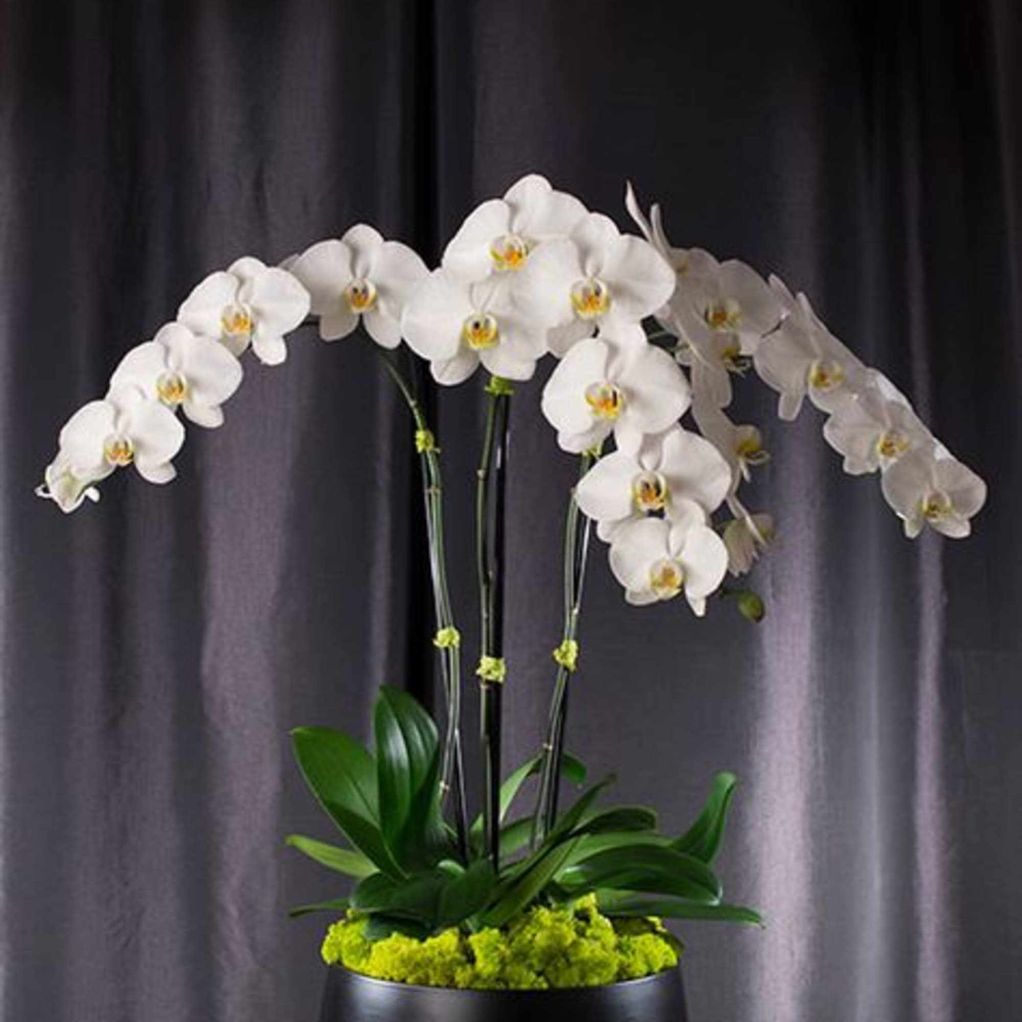 White orchids arranged in a black round container