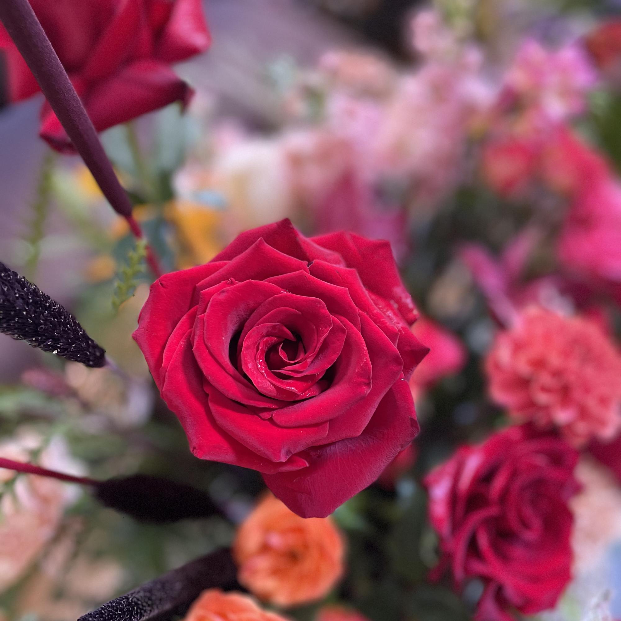 Close-up of bright pink roses in a floral arrangement