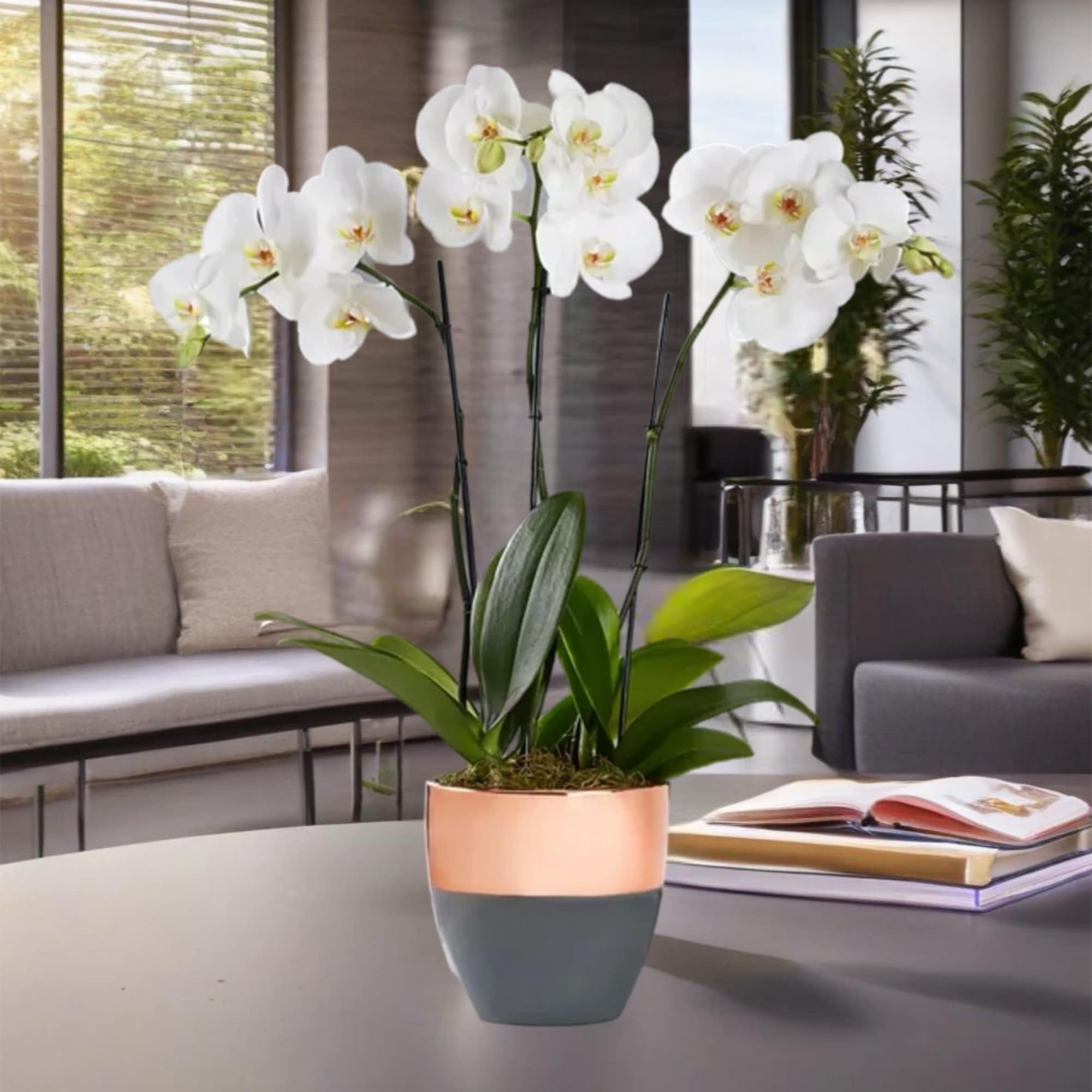 White orchid plant in a two-tone pot on a table