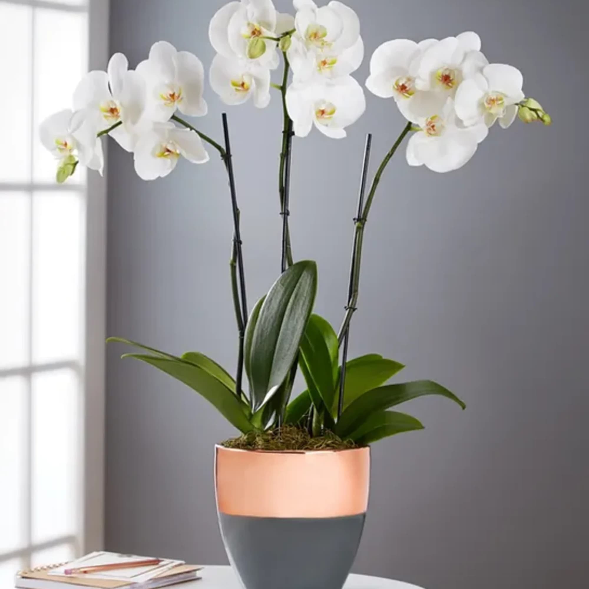 White orchid plant in a two-tone pot on a table, photo 2 of 2