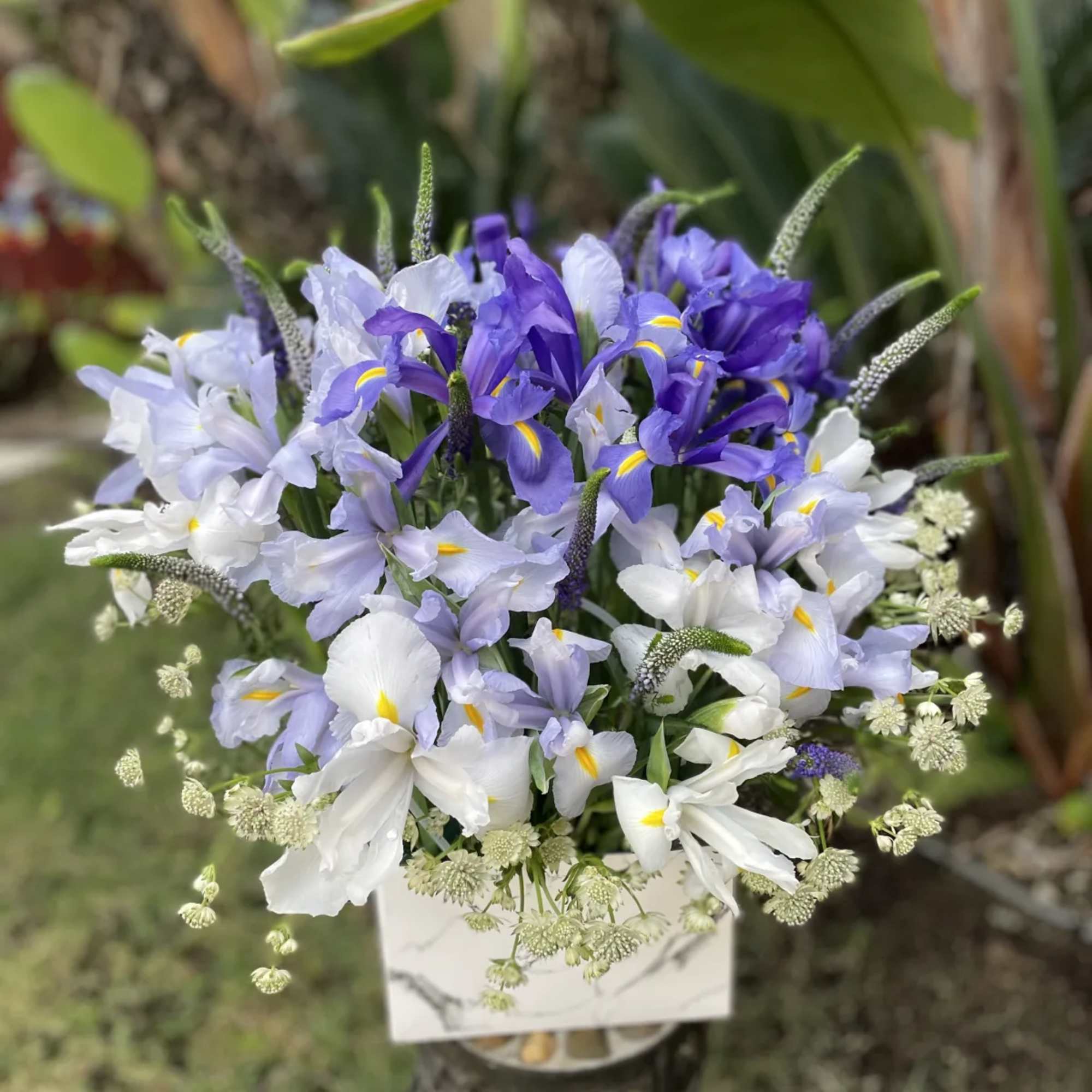 Bouquet of purple and white iris in a white container