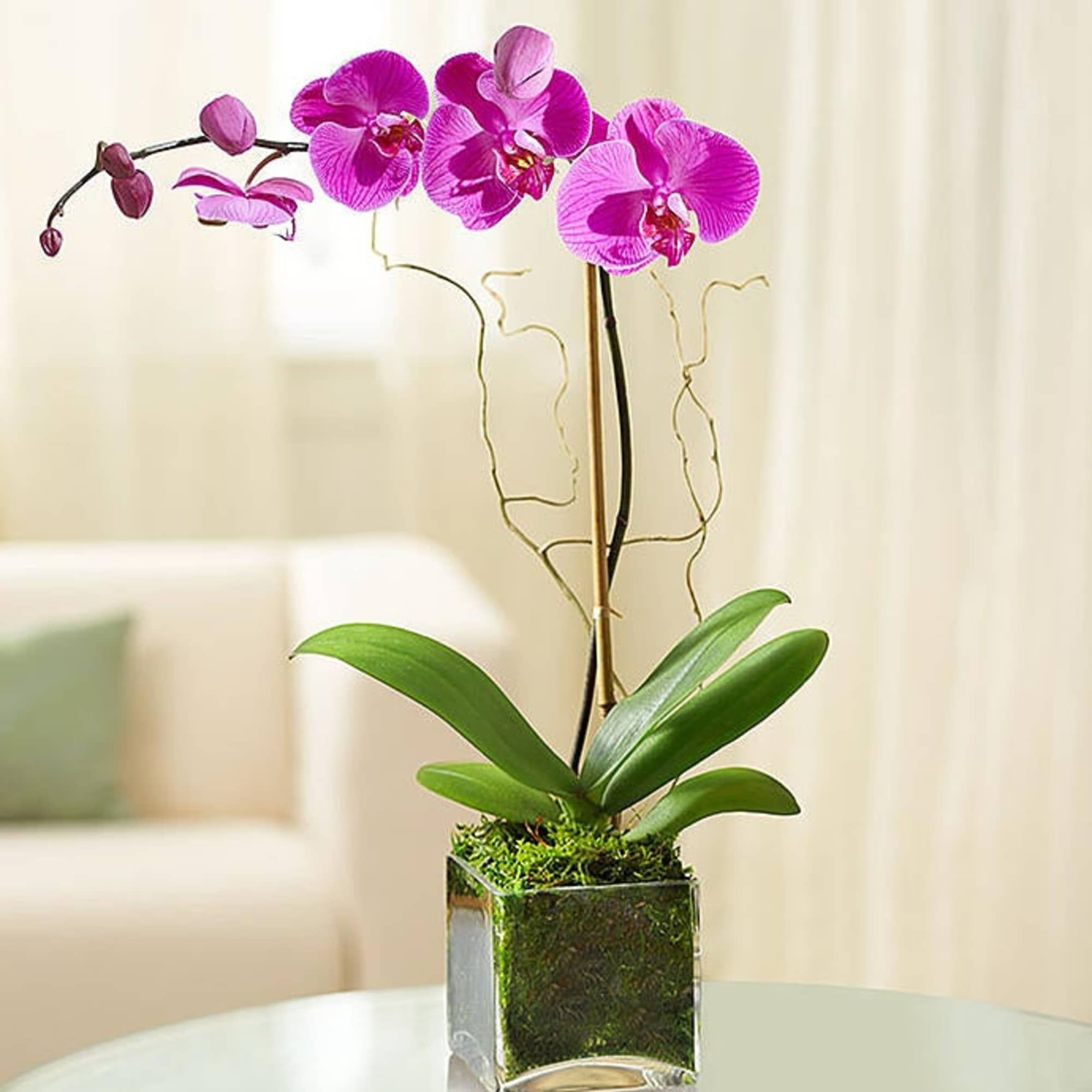 Pink orchid plant in a square glass vase