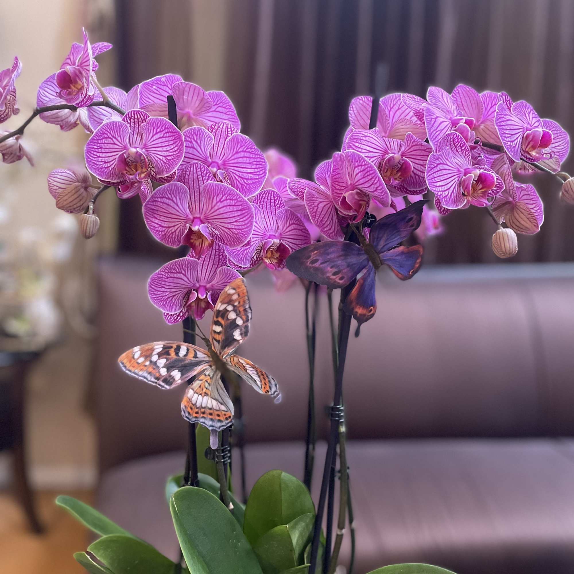 Pink orchids in a pot with decorative butterflies