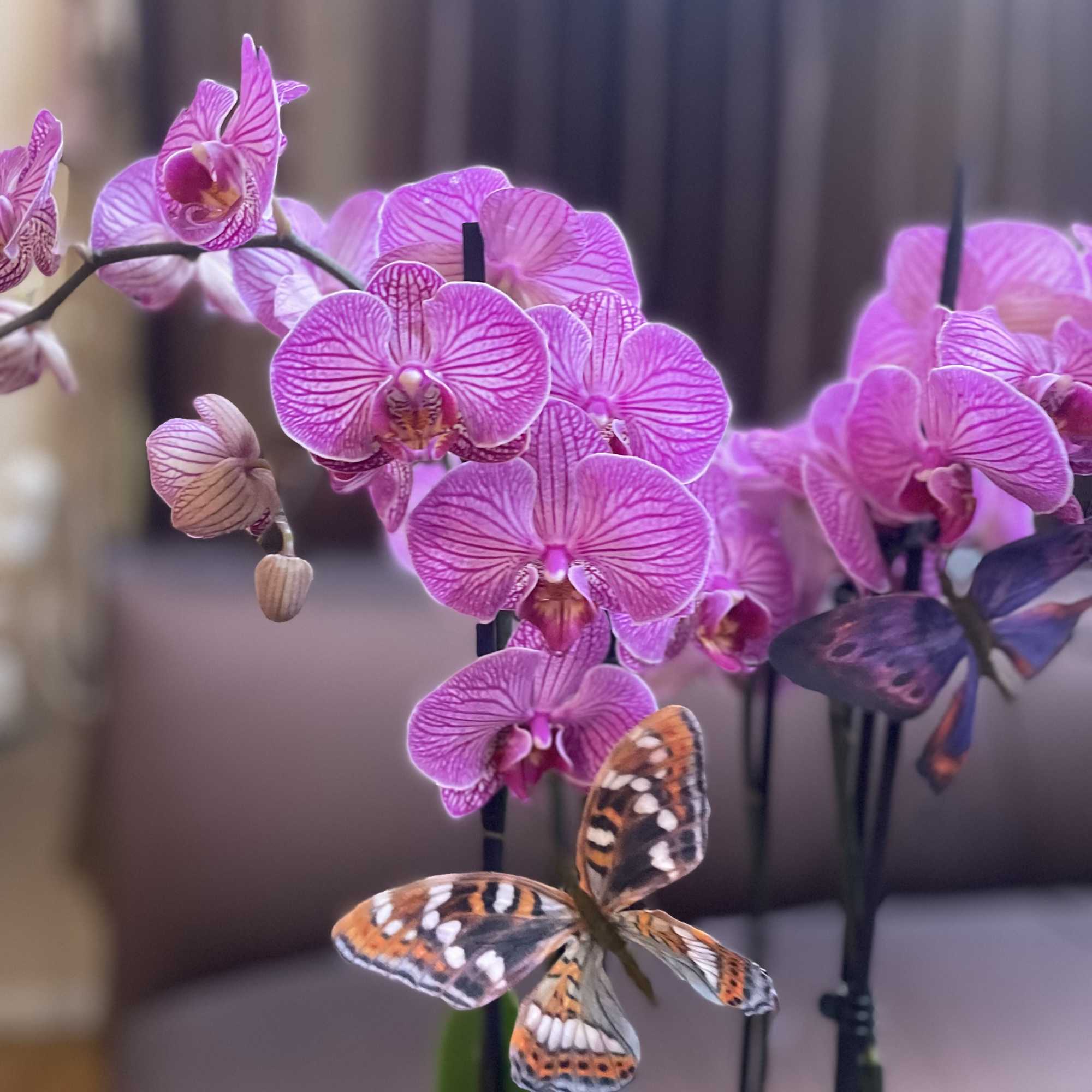 Pink orchid blooms with butterfly accents on stems