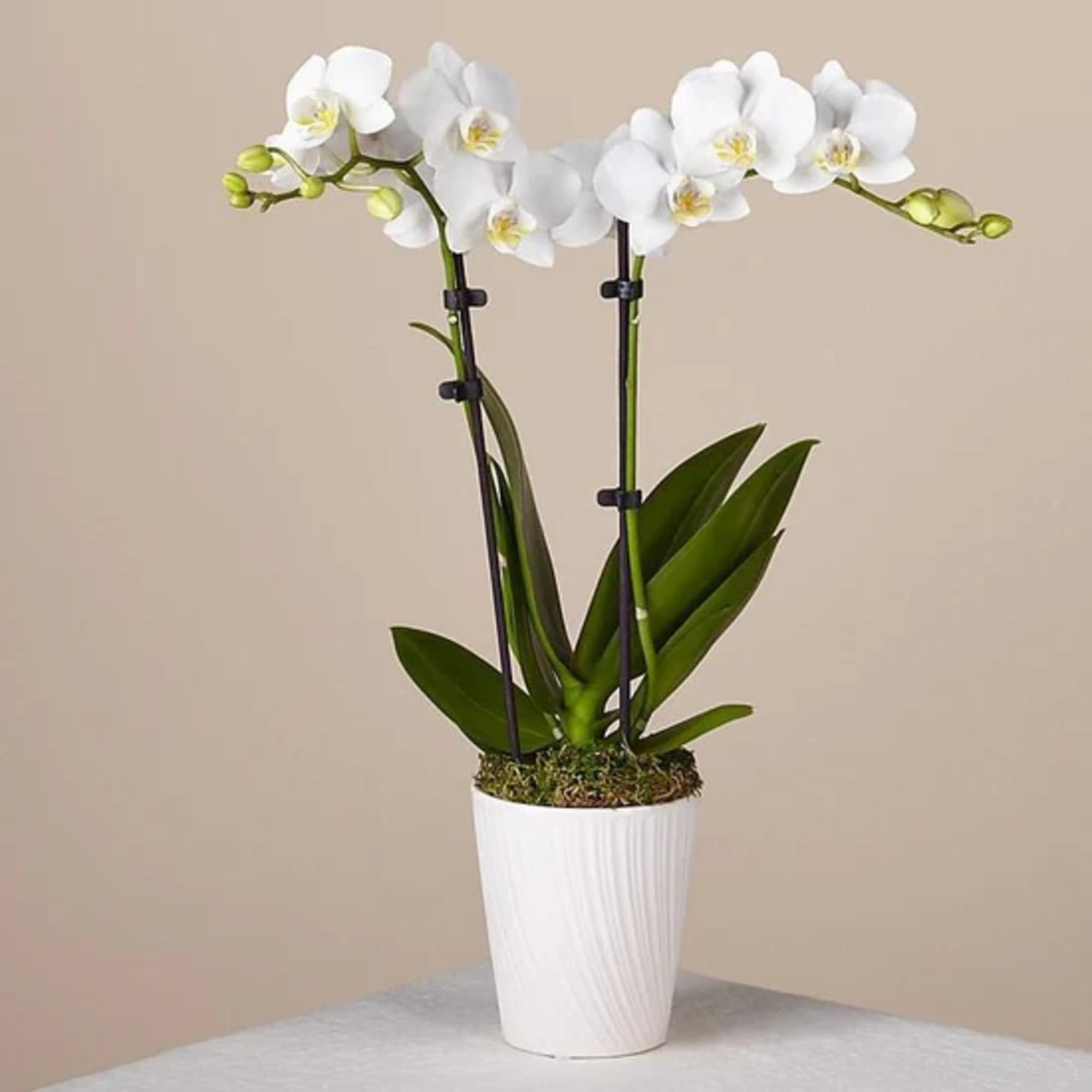 White orchid plant in a white pot