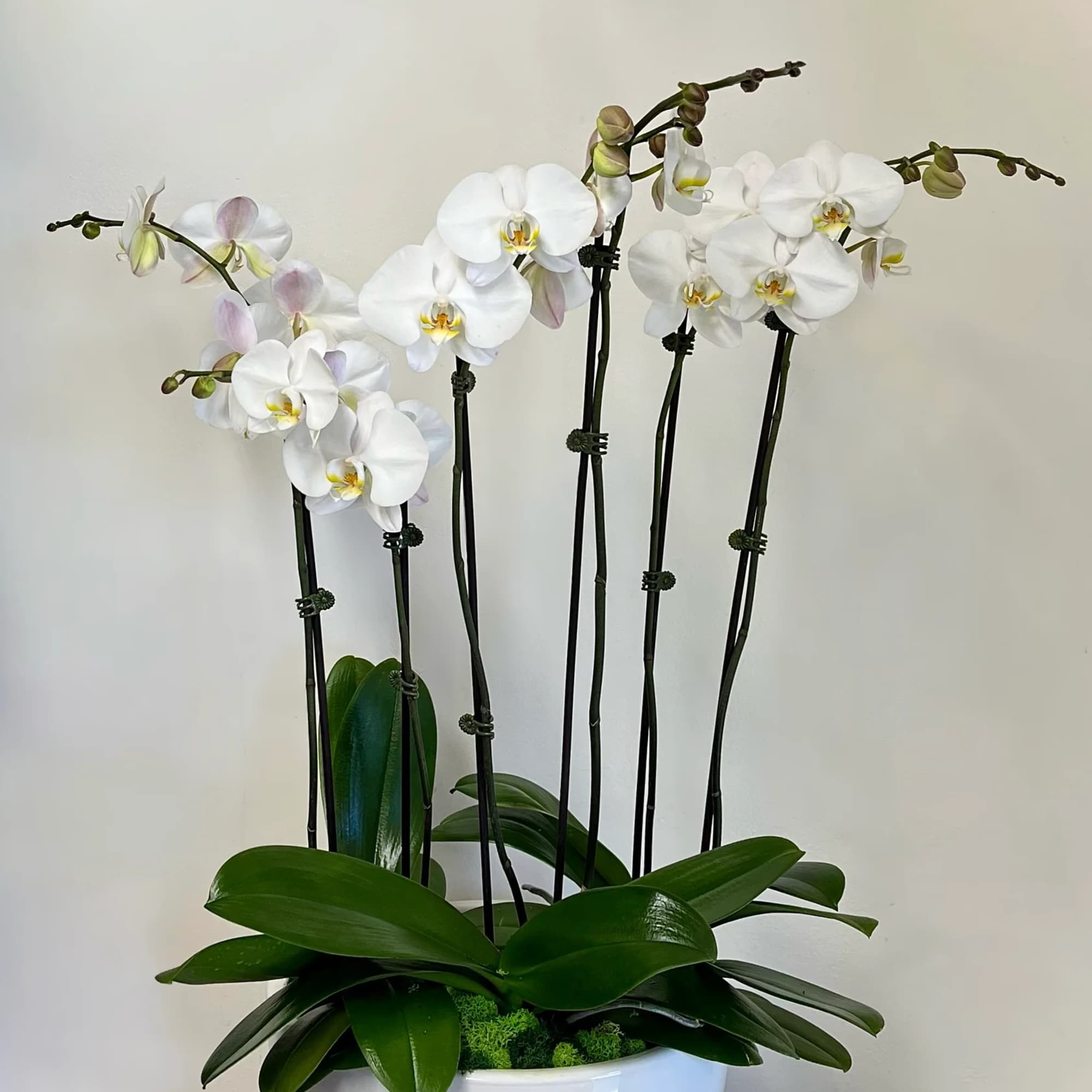 White orchids in a white bowl planter