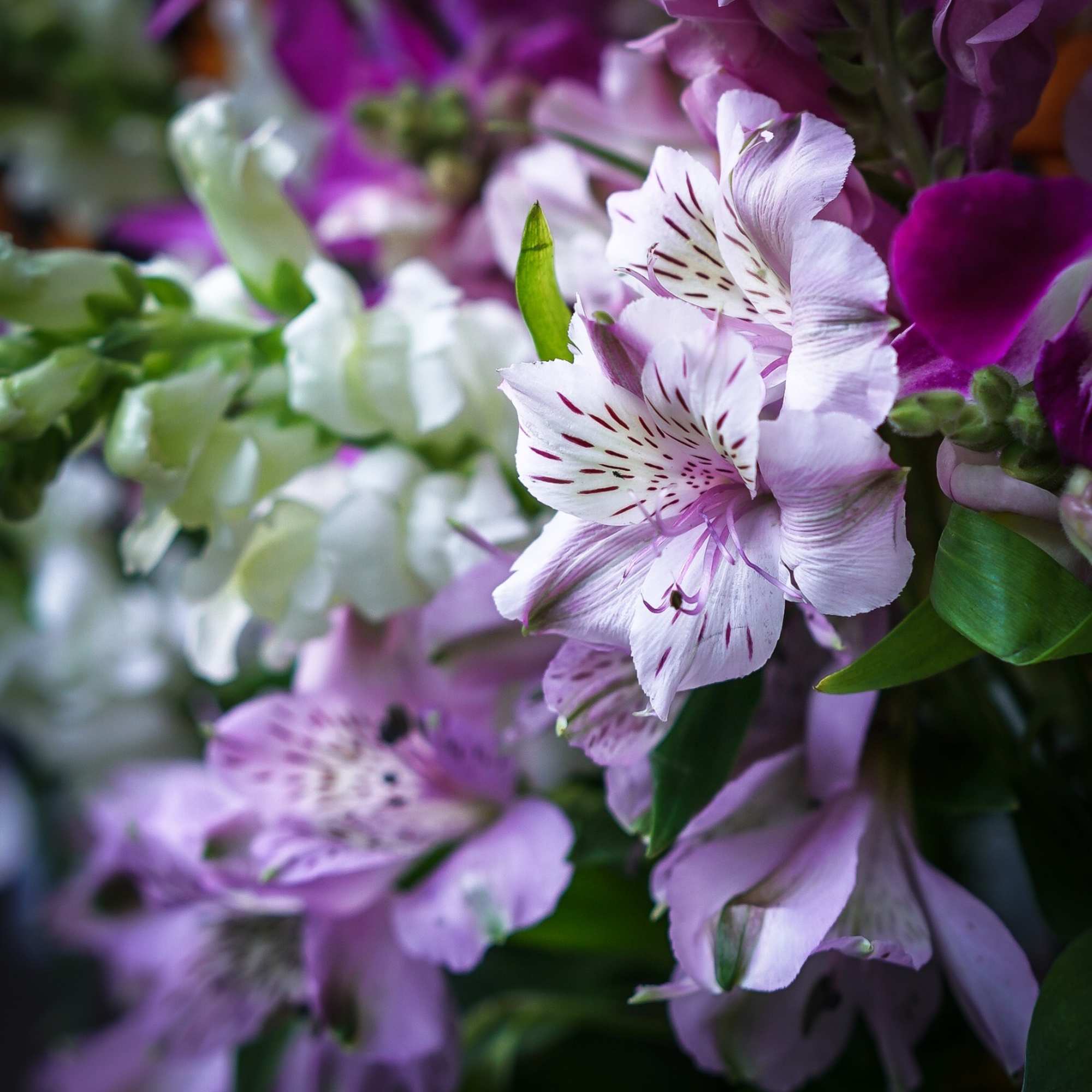 Close-up of purple and white alstroemeria flowers