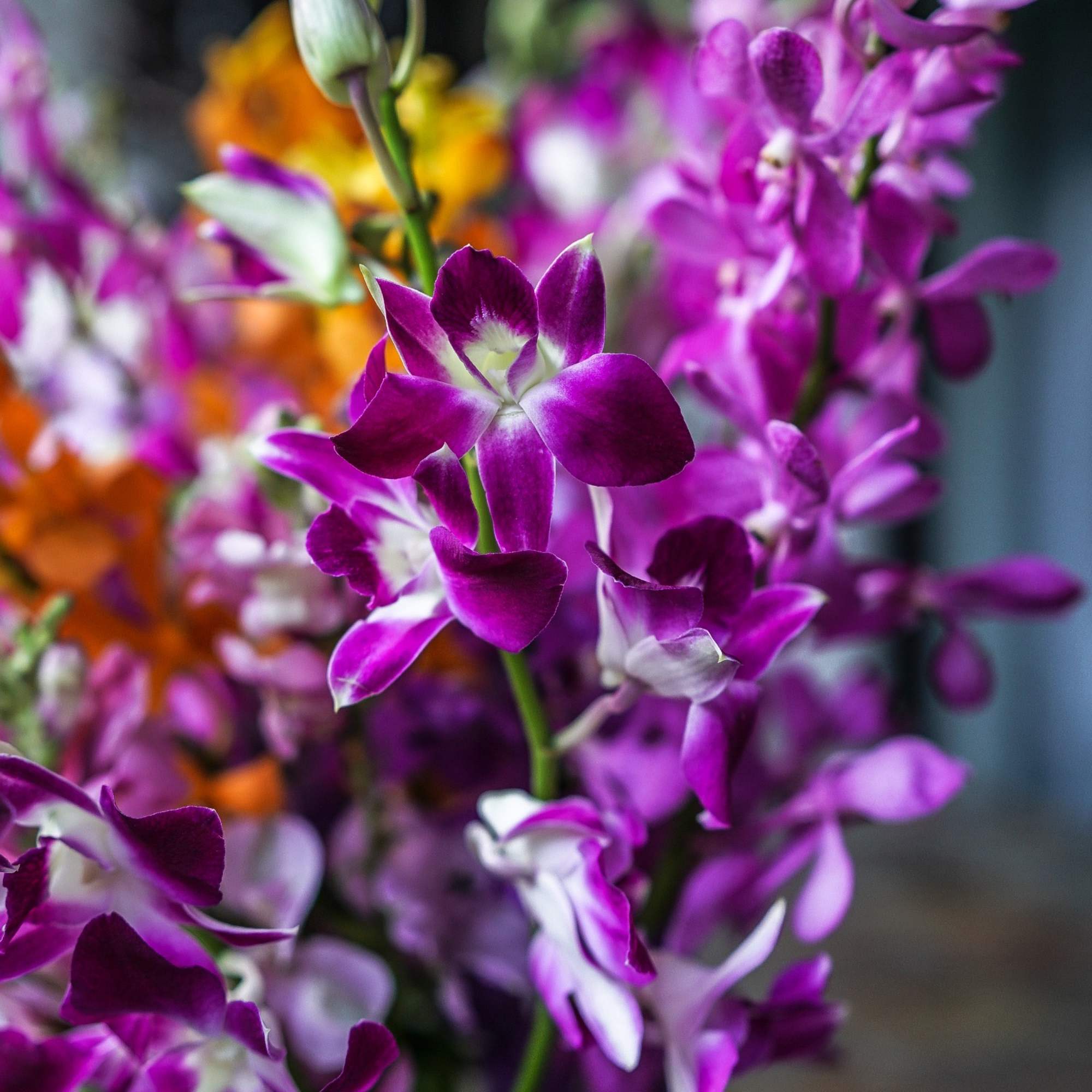 Close-up of purple orchids with white centers