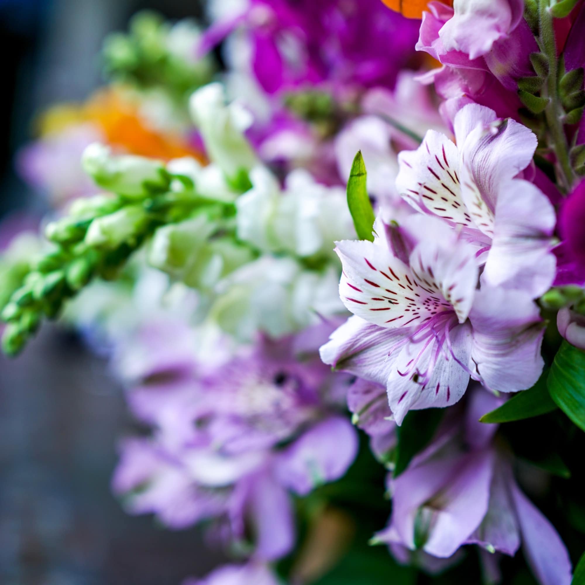 Close-up of purple and white striped flowers in a bouquet