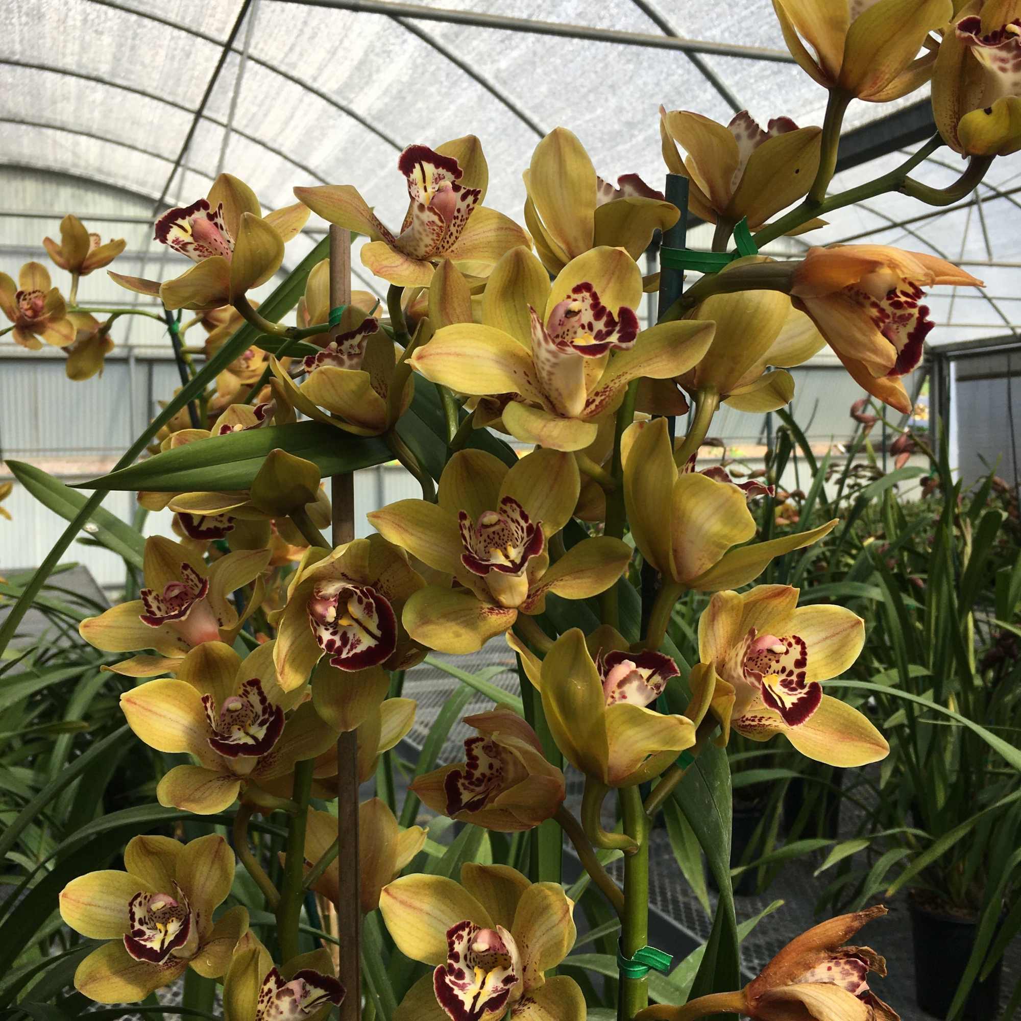 Cluster of yellow orchids with burgundy centers in a greenhouse