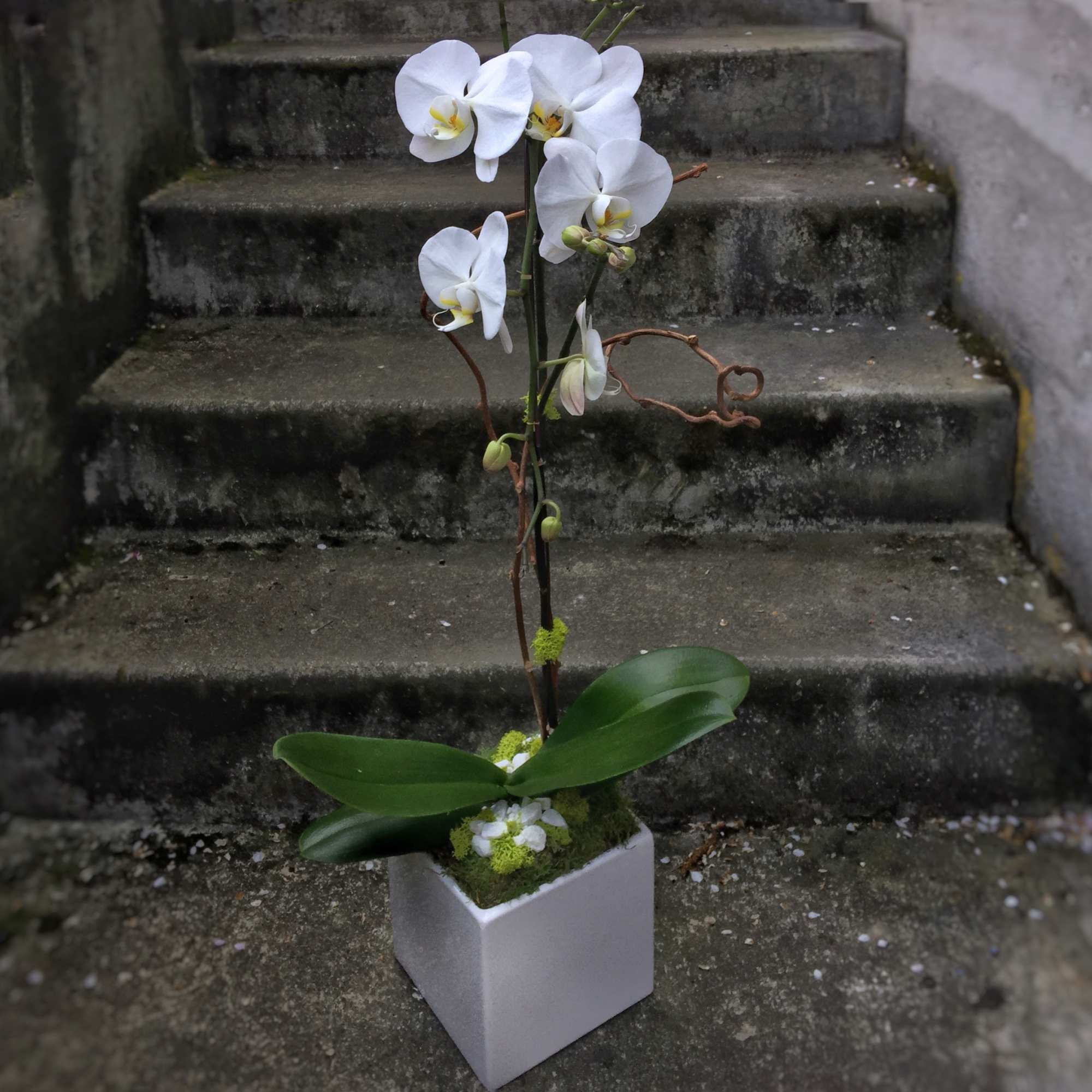 Potted white orchid with arching blooms in a white square container on stone steps