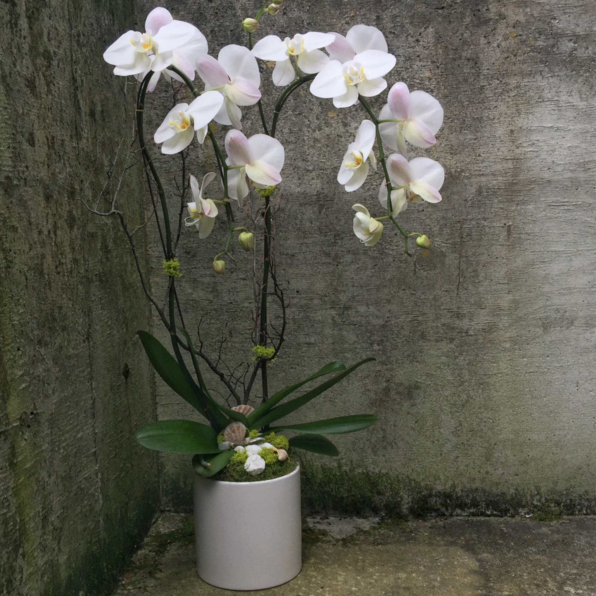 White orchid arrangement in a tall white pot
