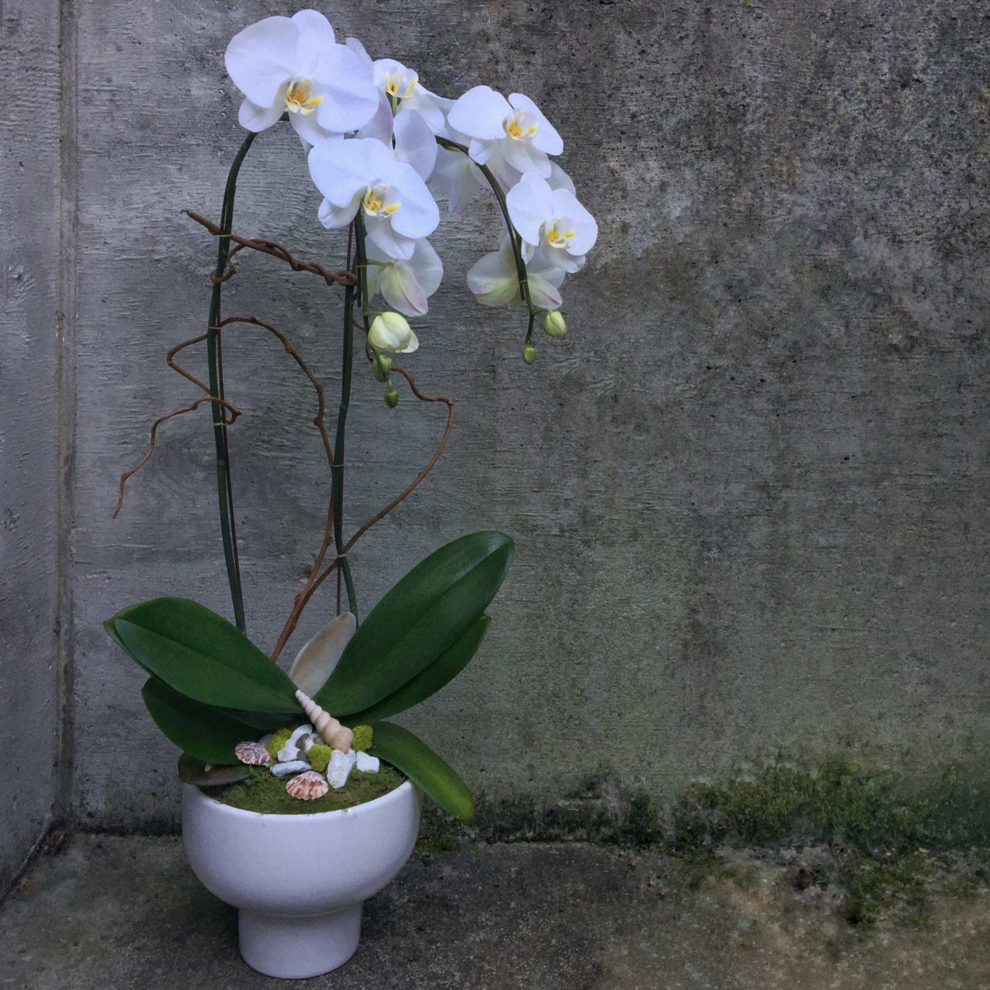 White orchid plant in a white pot with decorative shells