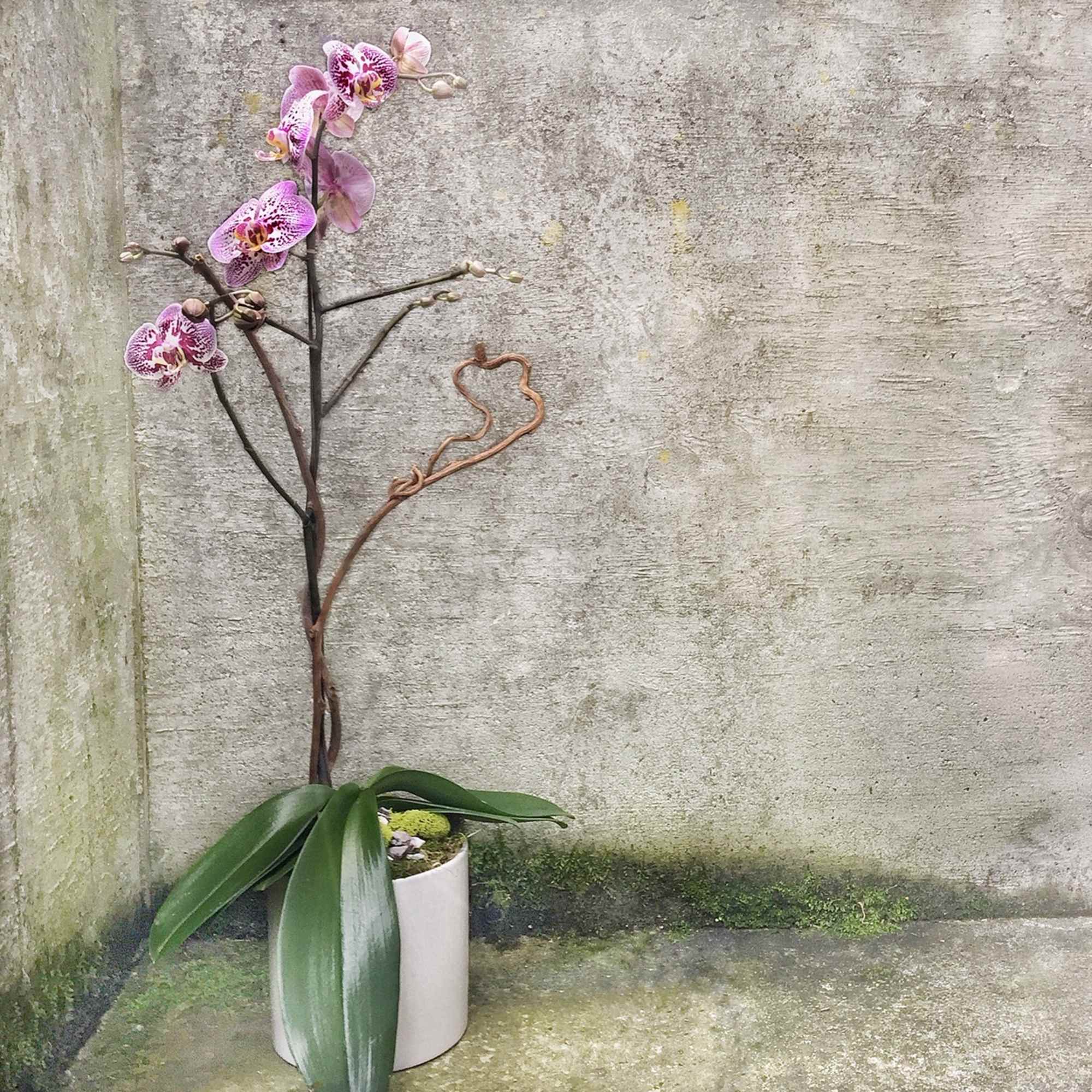 Tall pink phalaenopsis orchid plant in a white pot set against a weathered concrete wall.