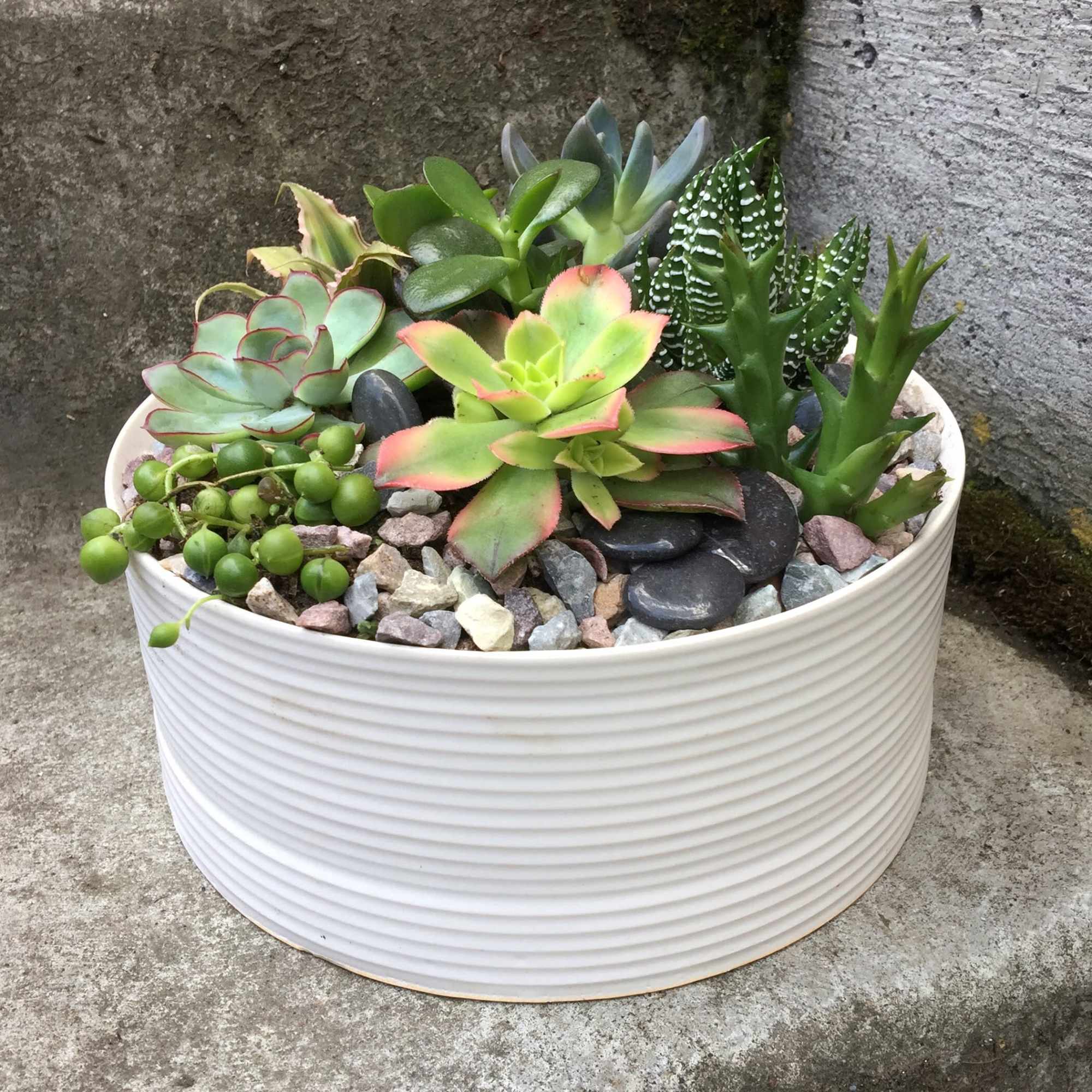 Mixed succulents in a white ribbed planter with decorative stones