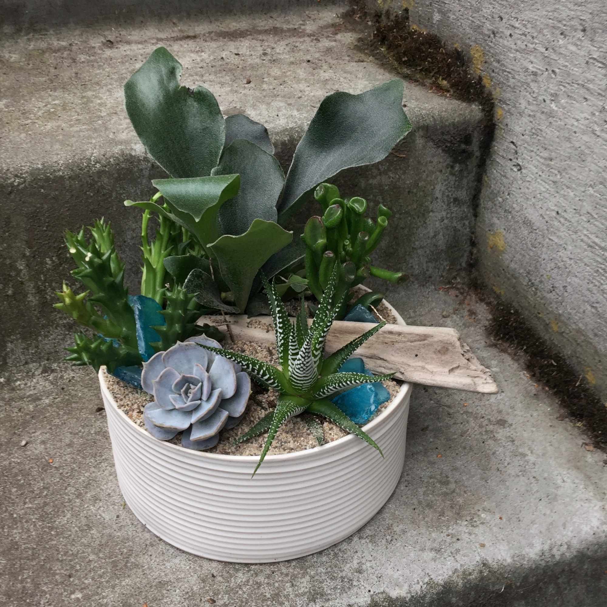 Succulent arrangement in a white ribbed bowl planter
