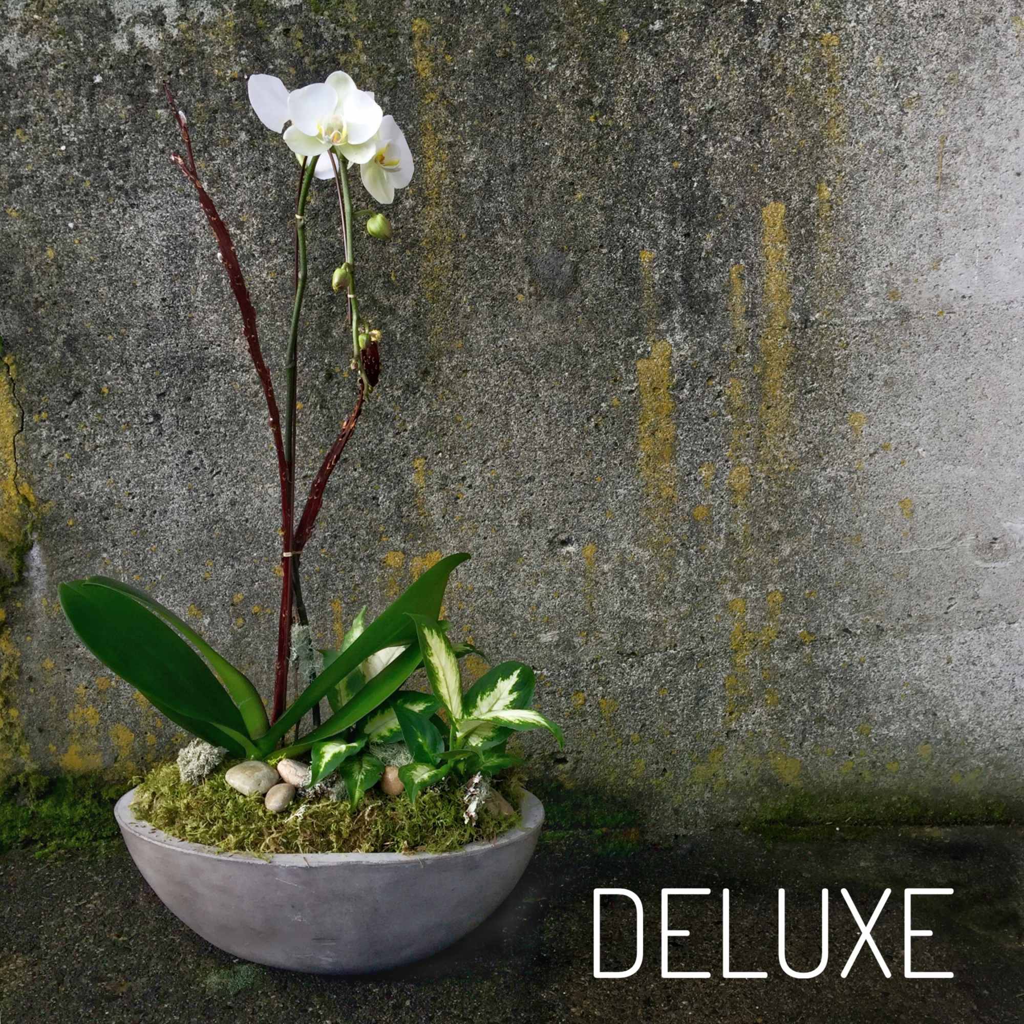 White orchid plant with foliage in a shallow gray bowl planter against a concrete wall