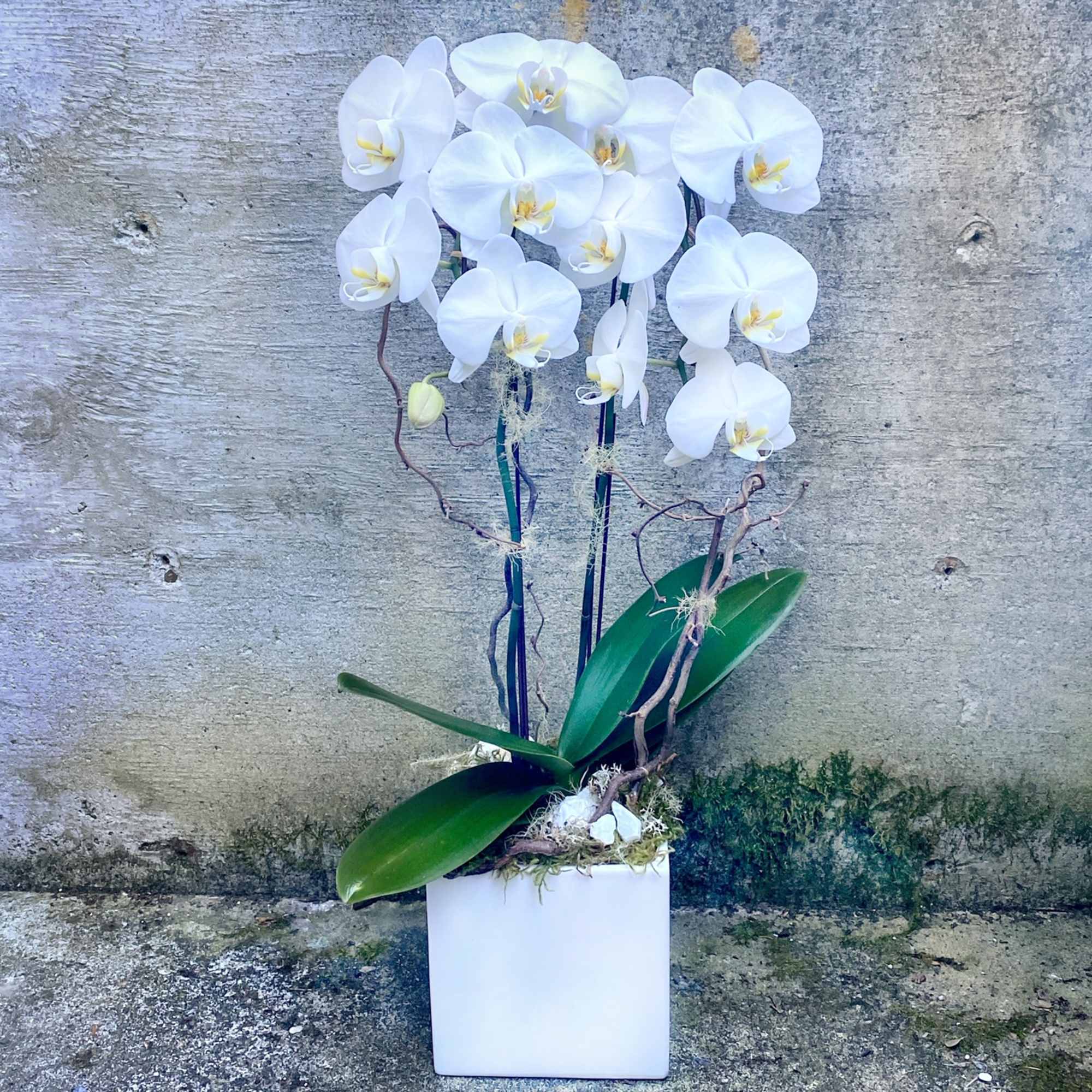 Please call or email us to place your order for a double-stem, photo 6 of 6