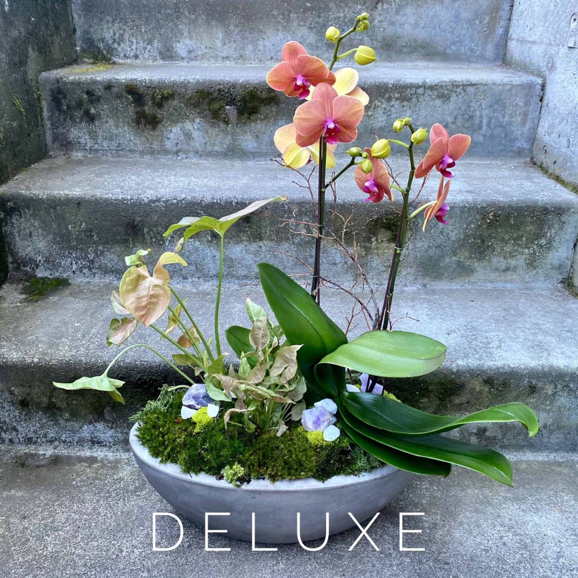 Orchid arrangement in a shallow gray bowl with moss and broad leaves