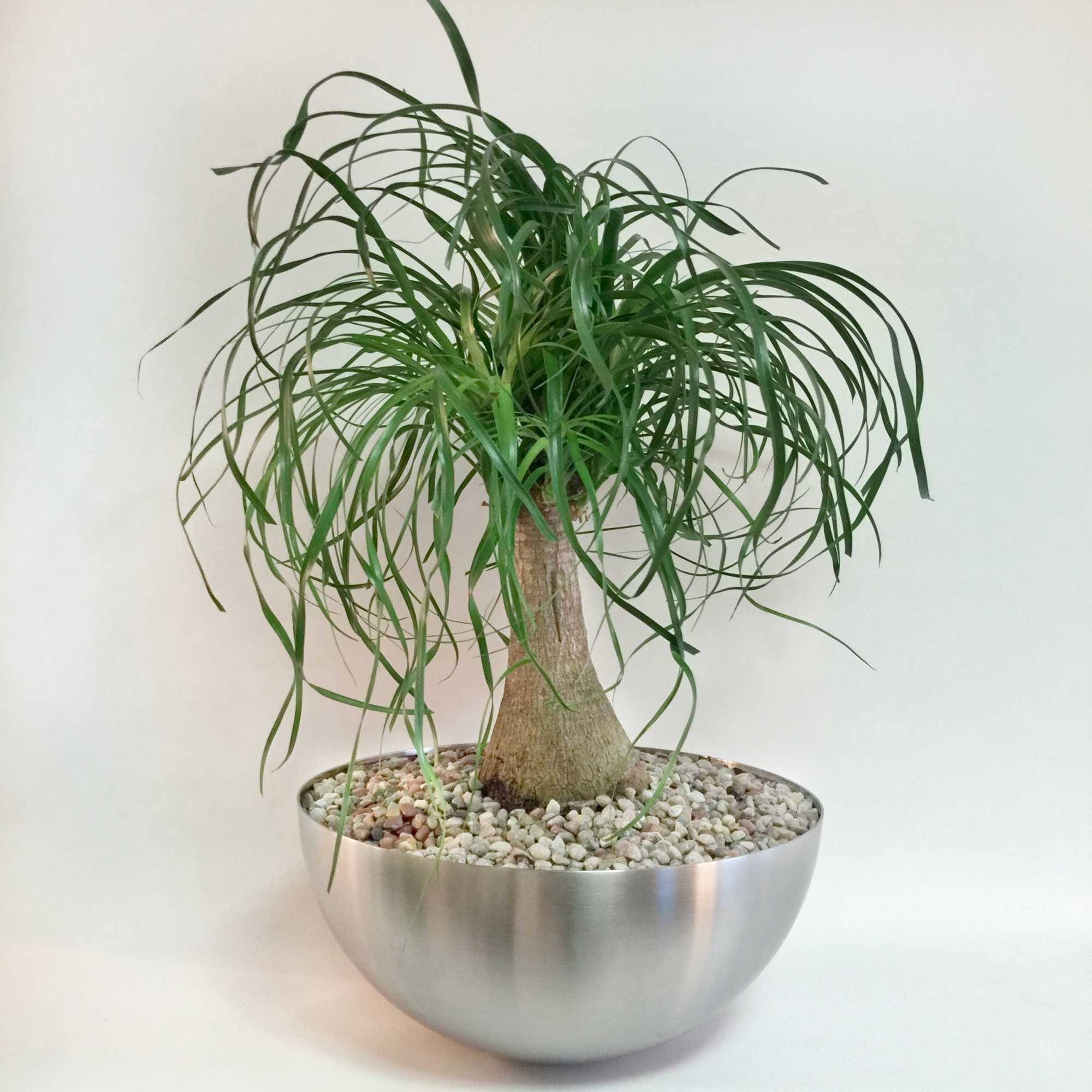 Just like a camel, the ponytail palm can store water in their, photo 8 of 9