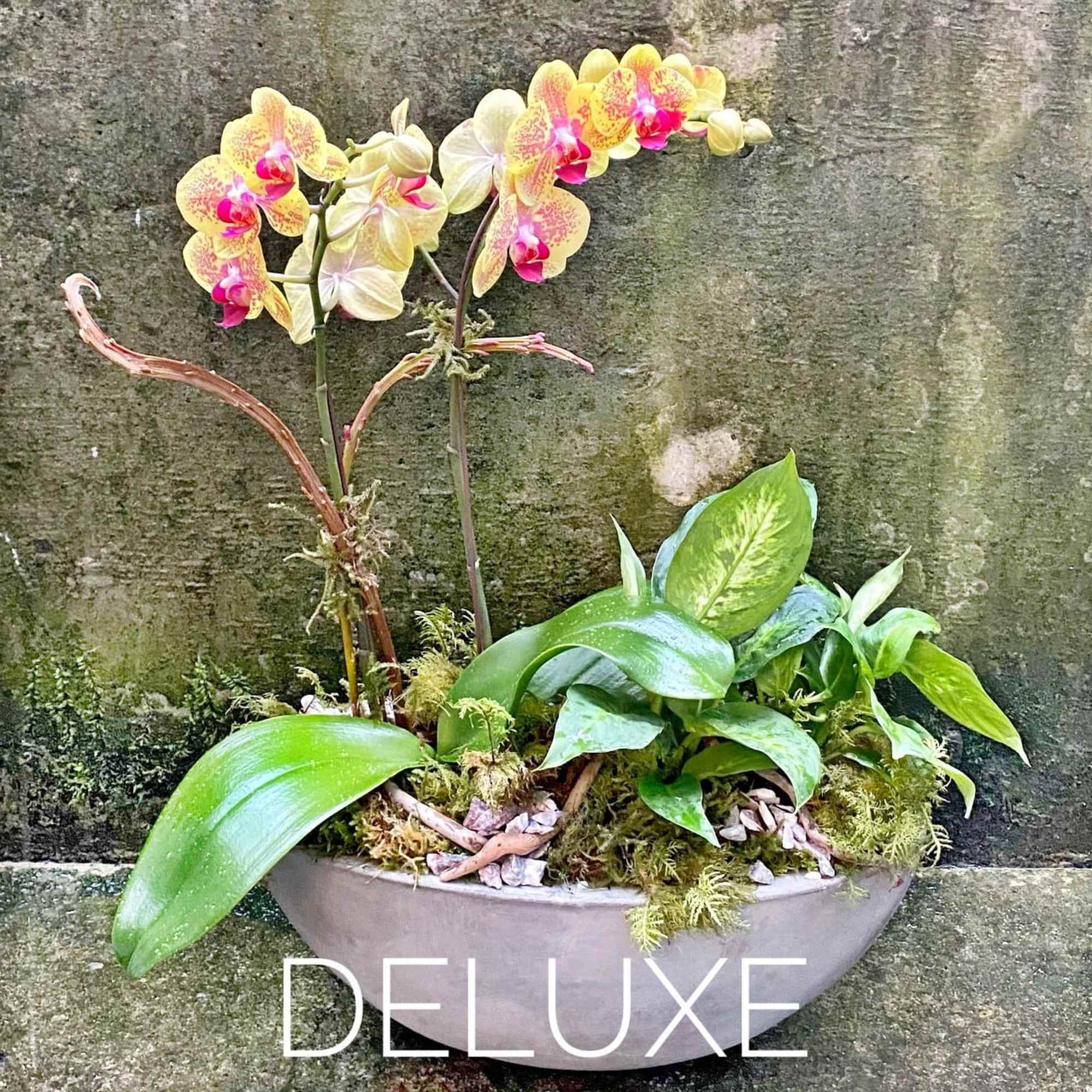 Yellow and pink orchid plant with assorted green houseplants in a shallow gray bowl planter